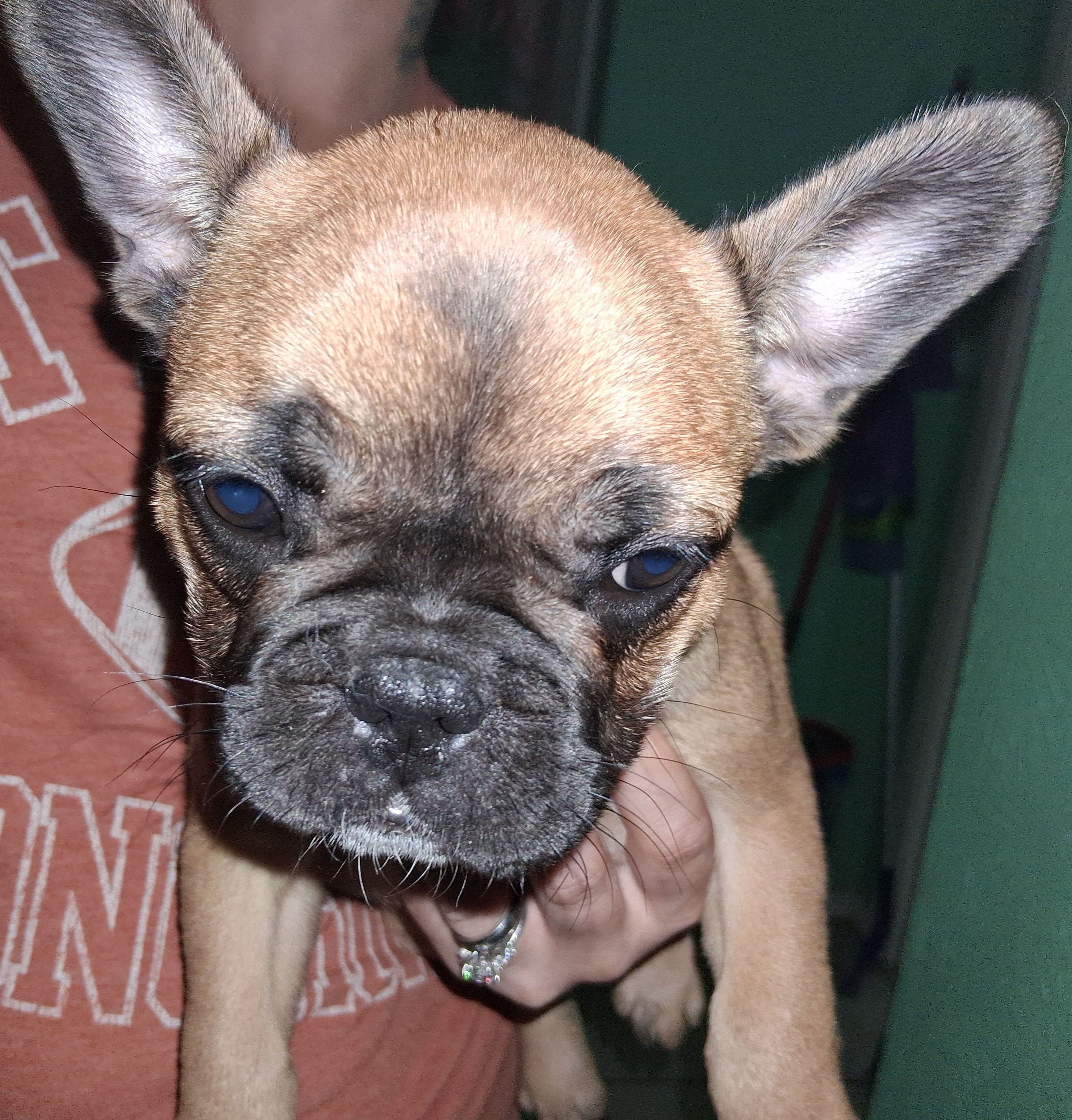 Bella, a female French Bulldog for sale in Dallas, TX – Photo 6 of 10