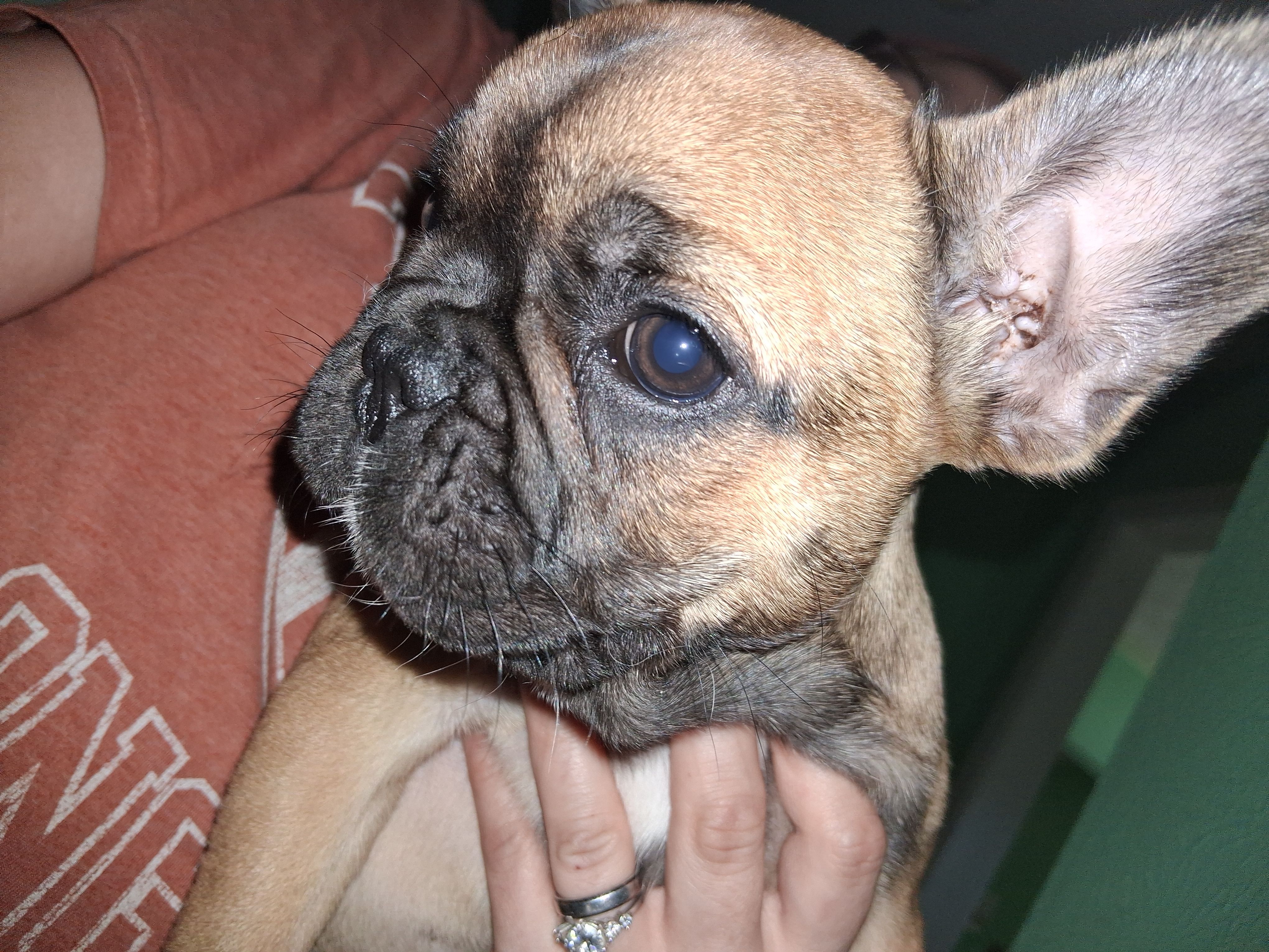 Bella, a female French Bulldog for sale in Dallas, TX – Photo 9 of 10