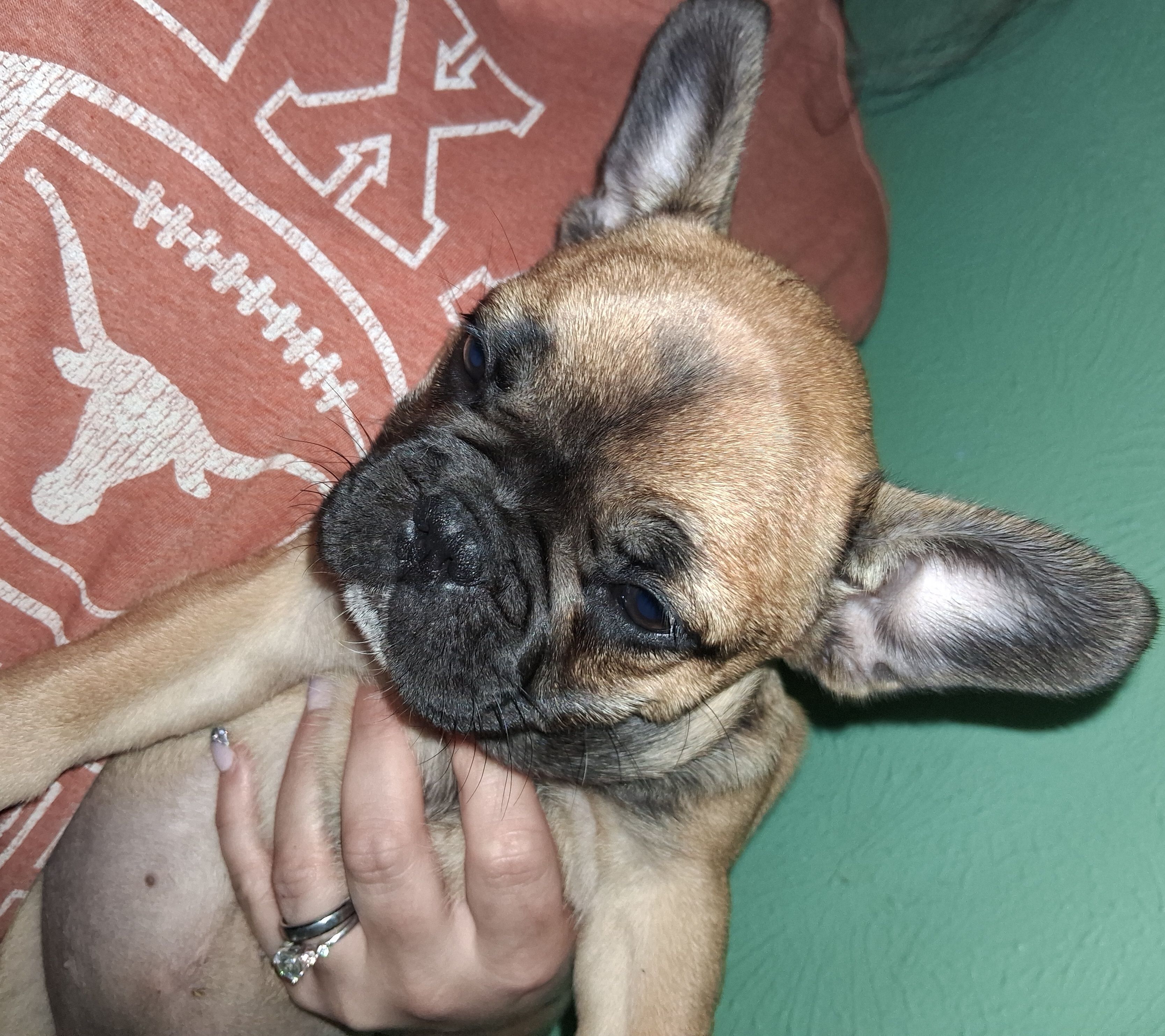 Bella, a female French Bulldog for sale in Dallas, TX – Photo 2 of 10