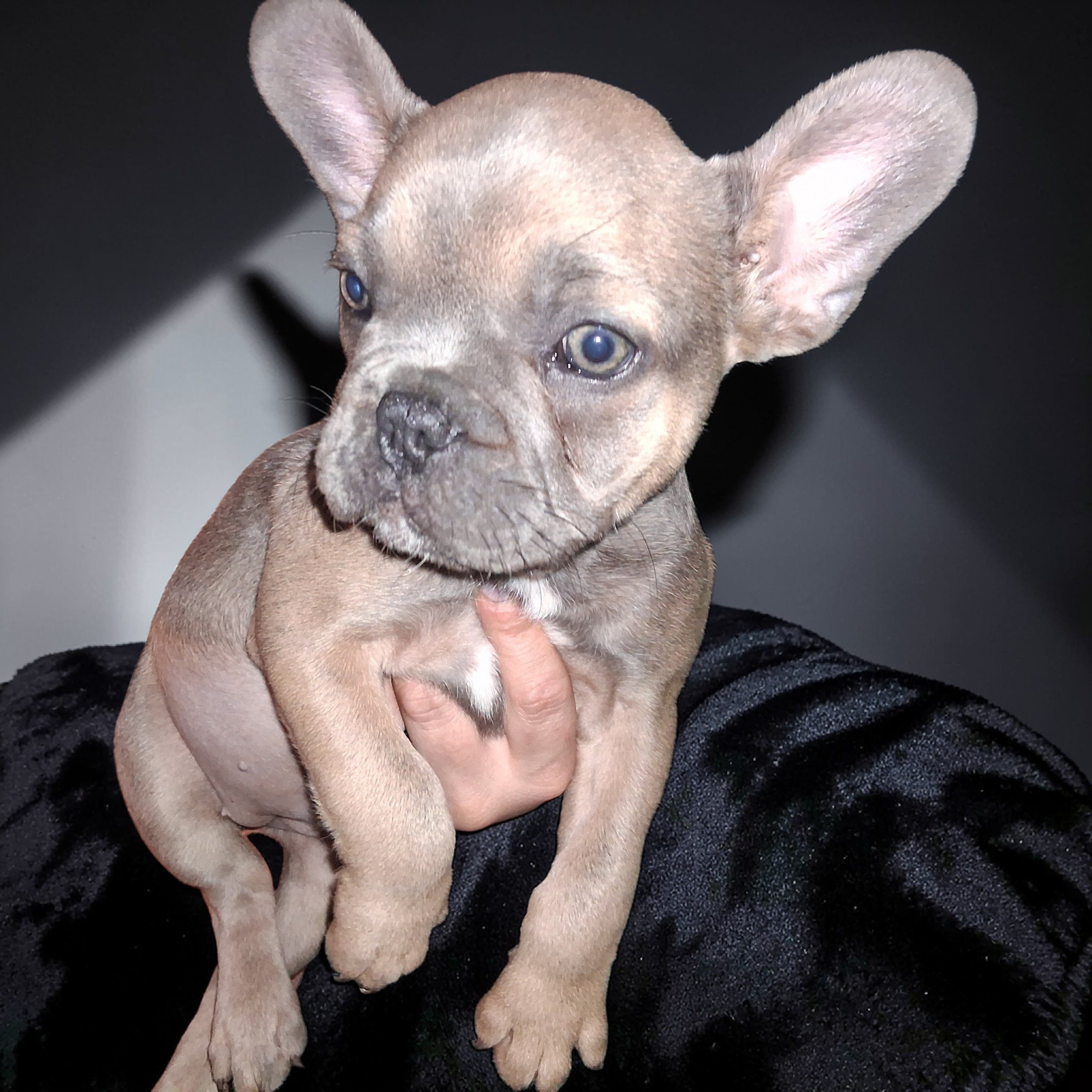 Rosie – French Bulldog puppy for sale in Dallas, TX
