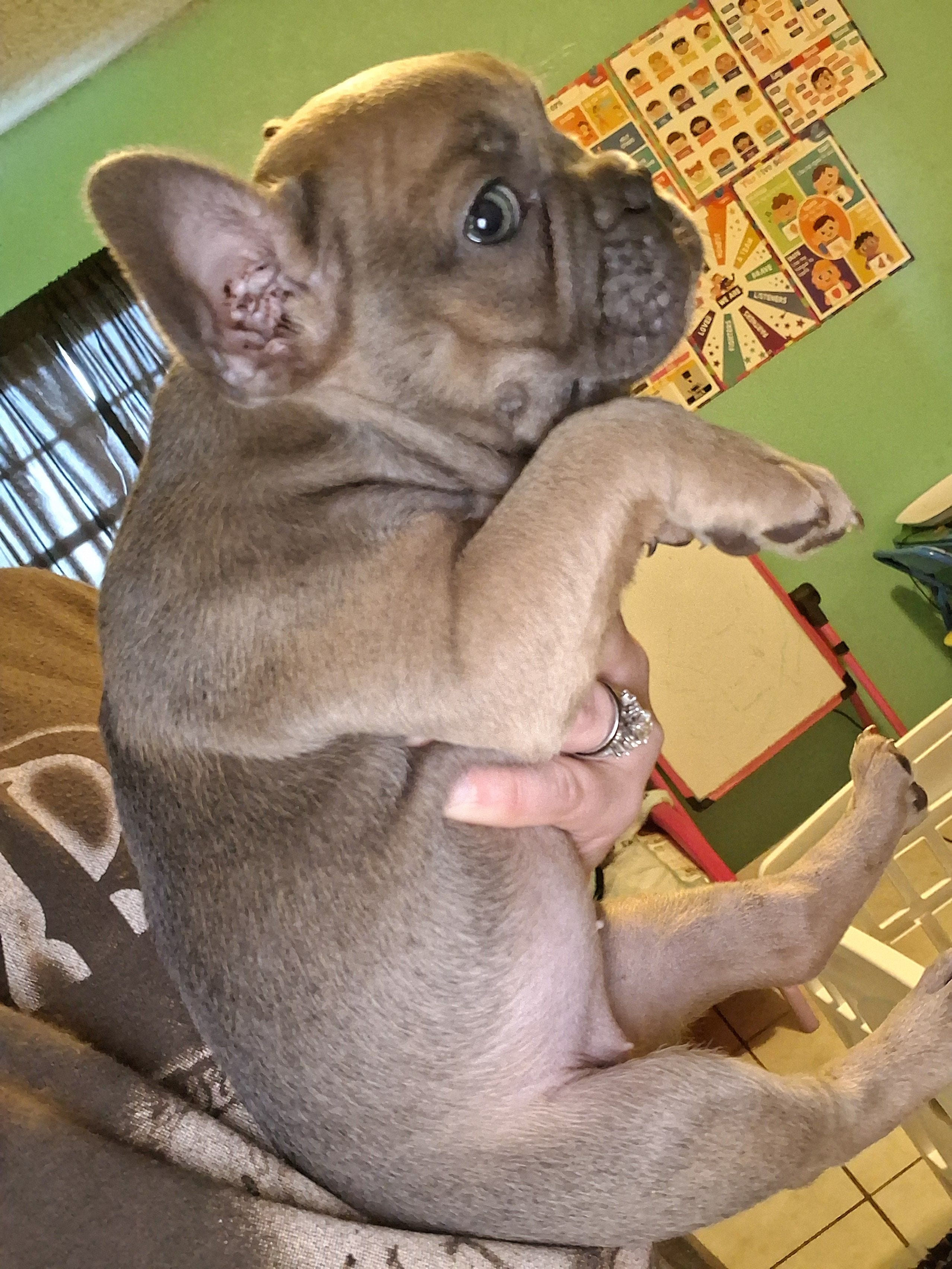 Rosie, a female French Bulldog for sale in Dallas, TX – Photo 6 of 6