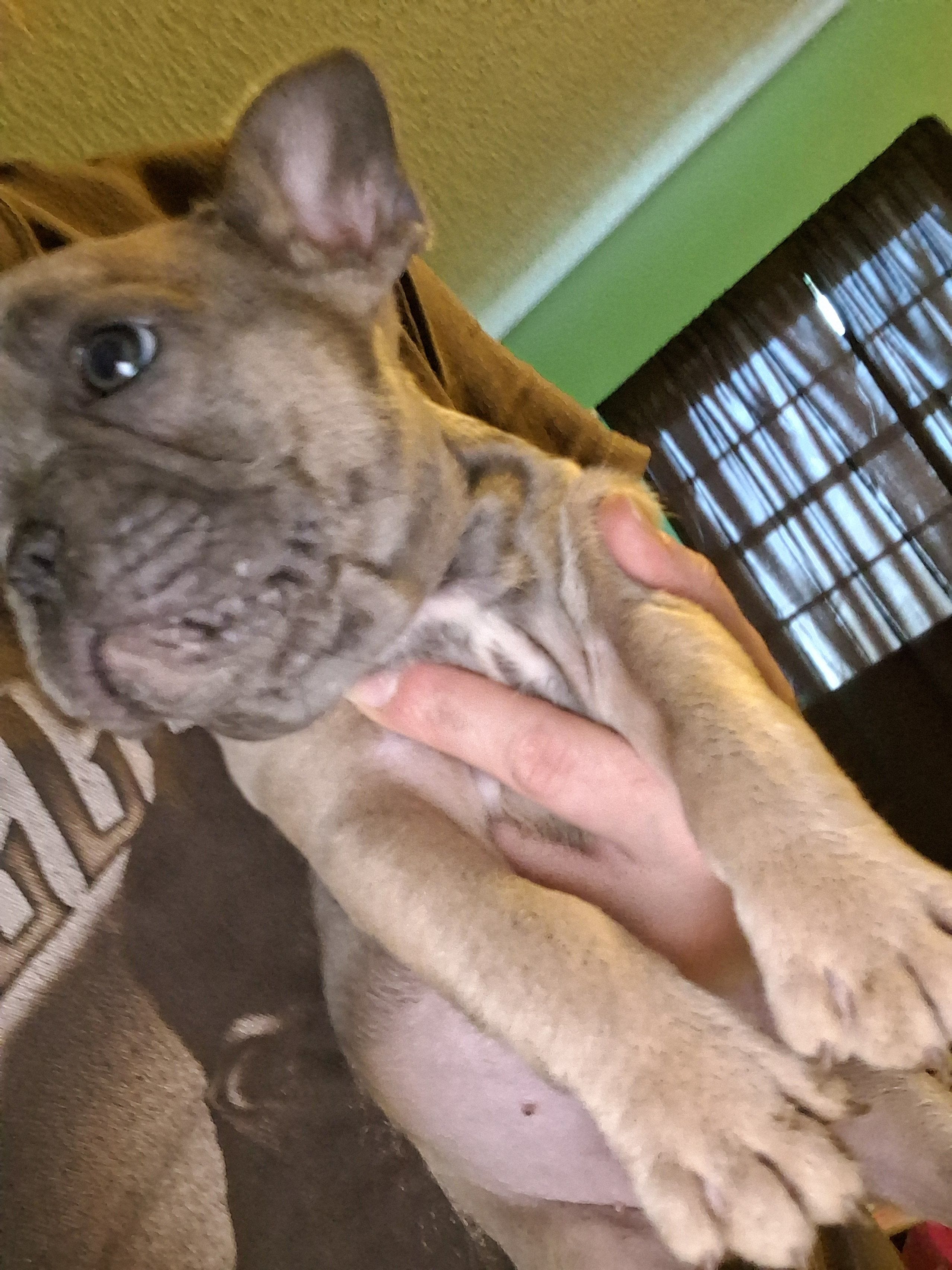 Rosie, a female French Bulldog for sale in Dallas, TX – Photo 4 of 6