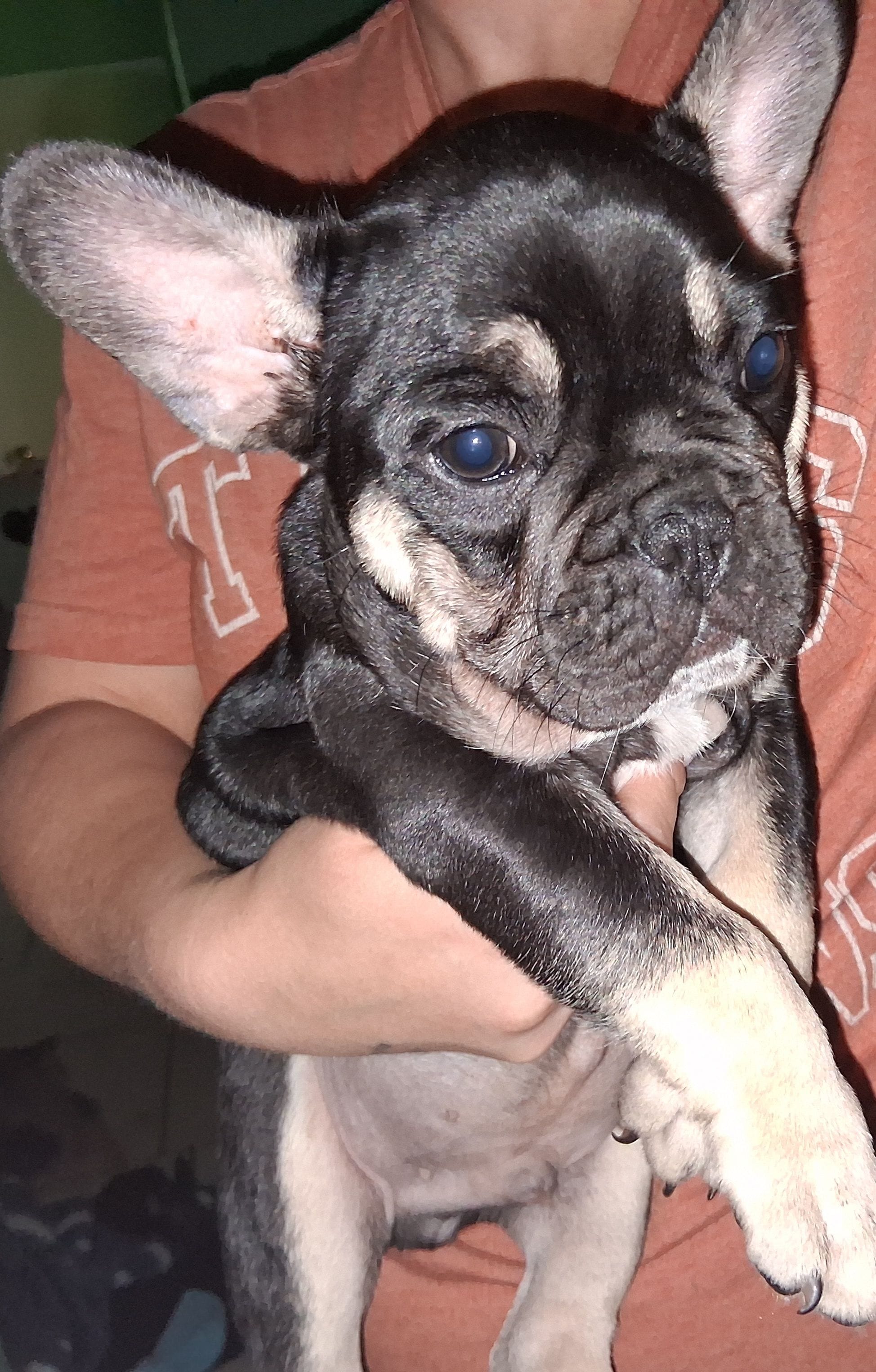Max – French Bulldog puppy for sale in Dallas, TX