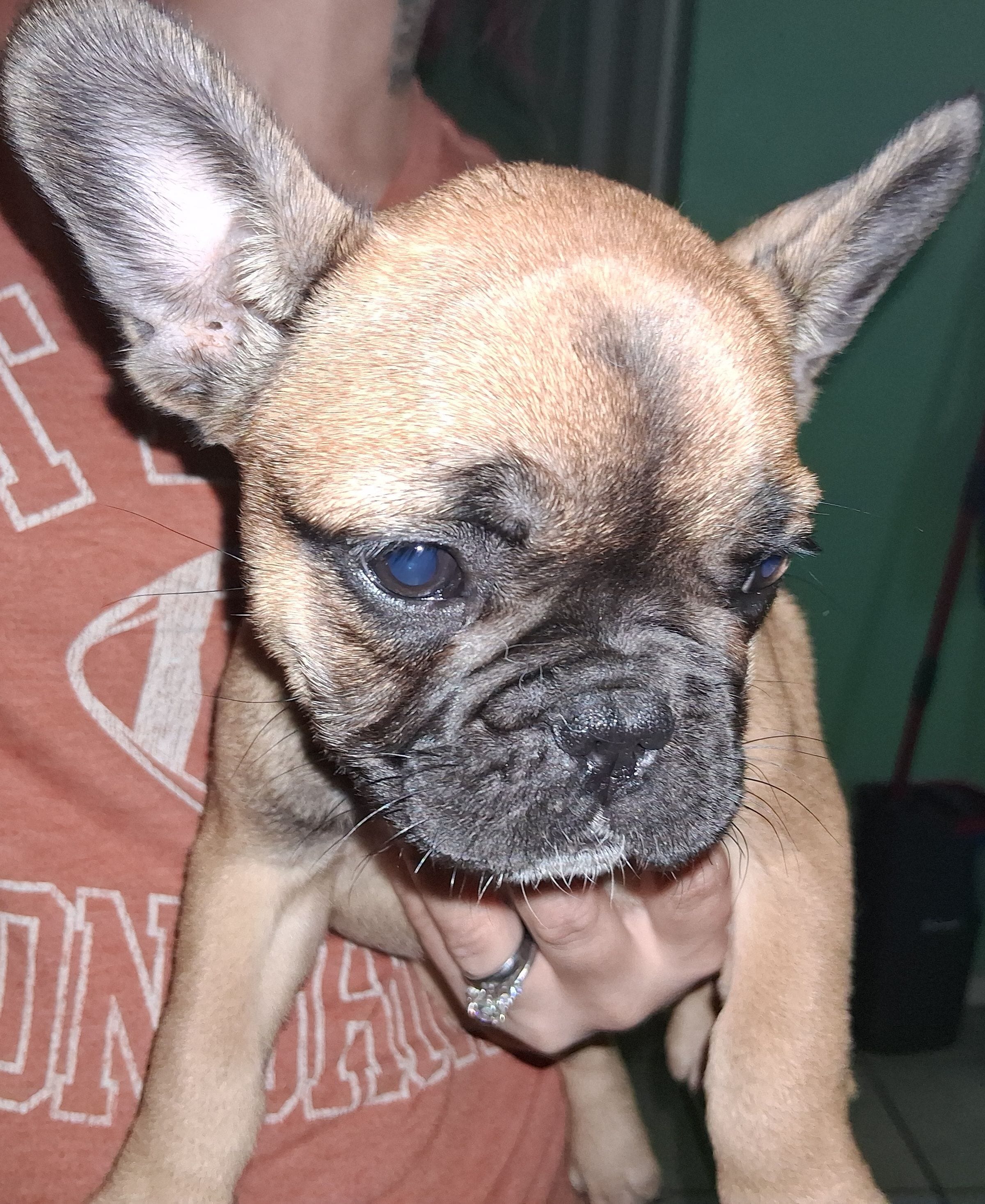 Bella, a female French Bulldog for sale in Dallas, TX – Photo 5 of 10