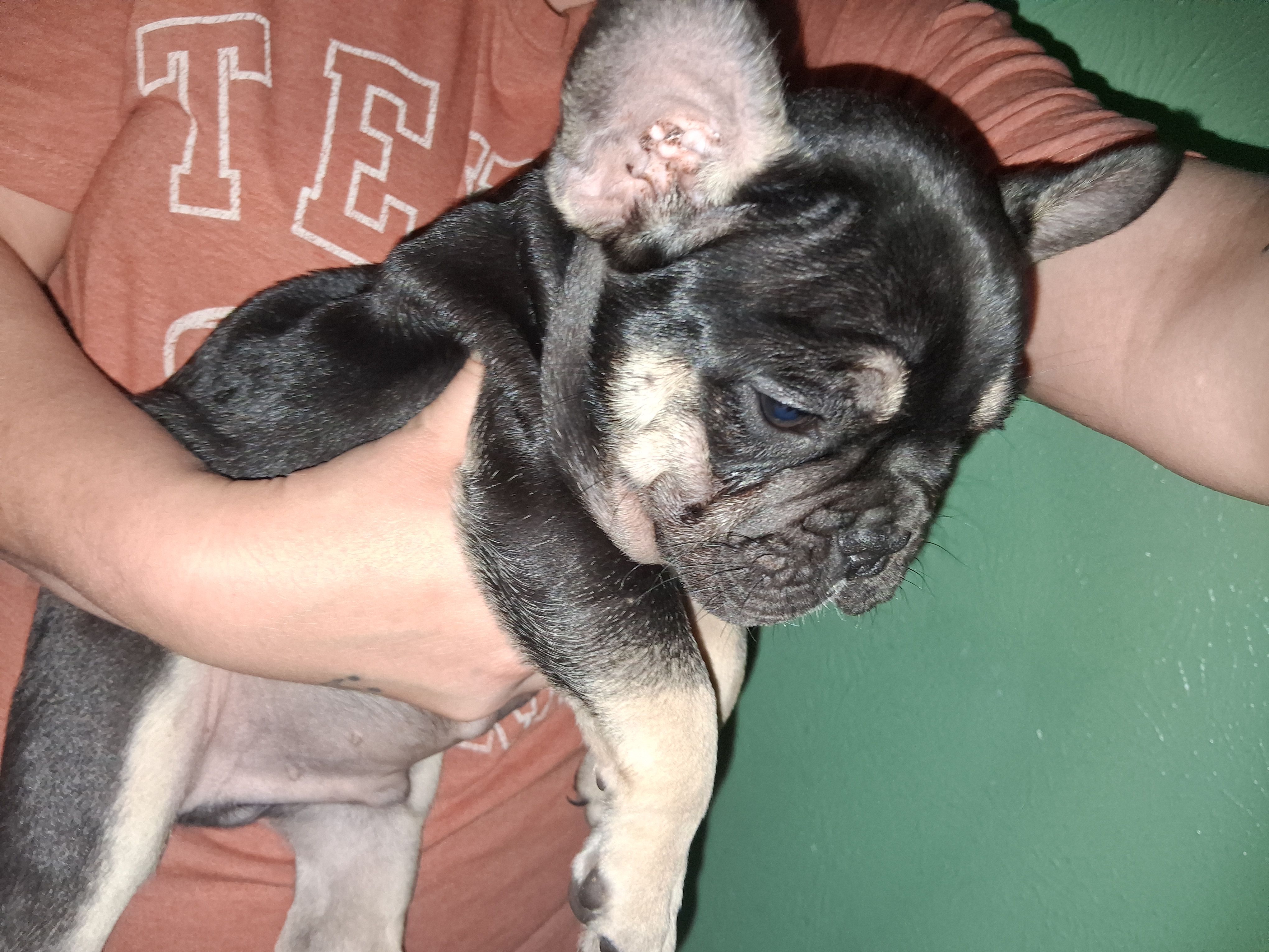 Max, a male French Bulldog for sale in Dallas, TX – Photo 5 of 10
