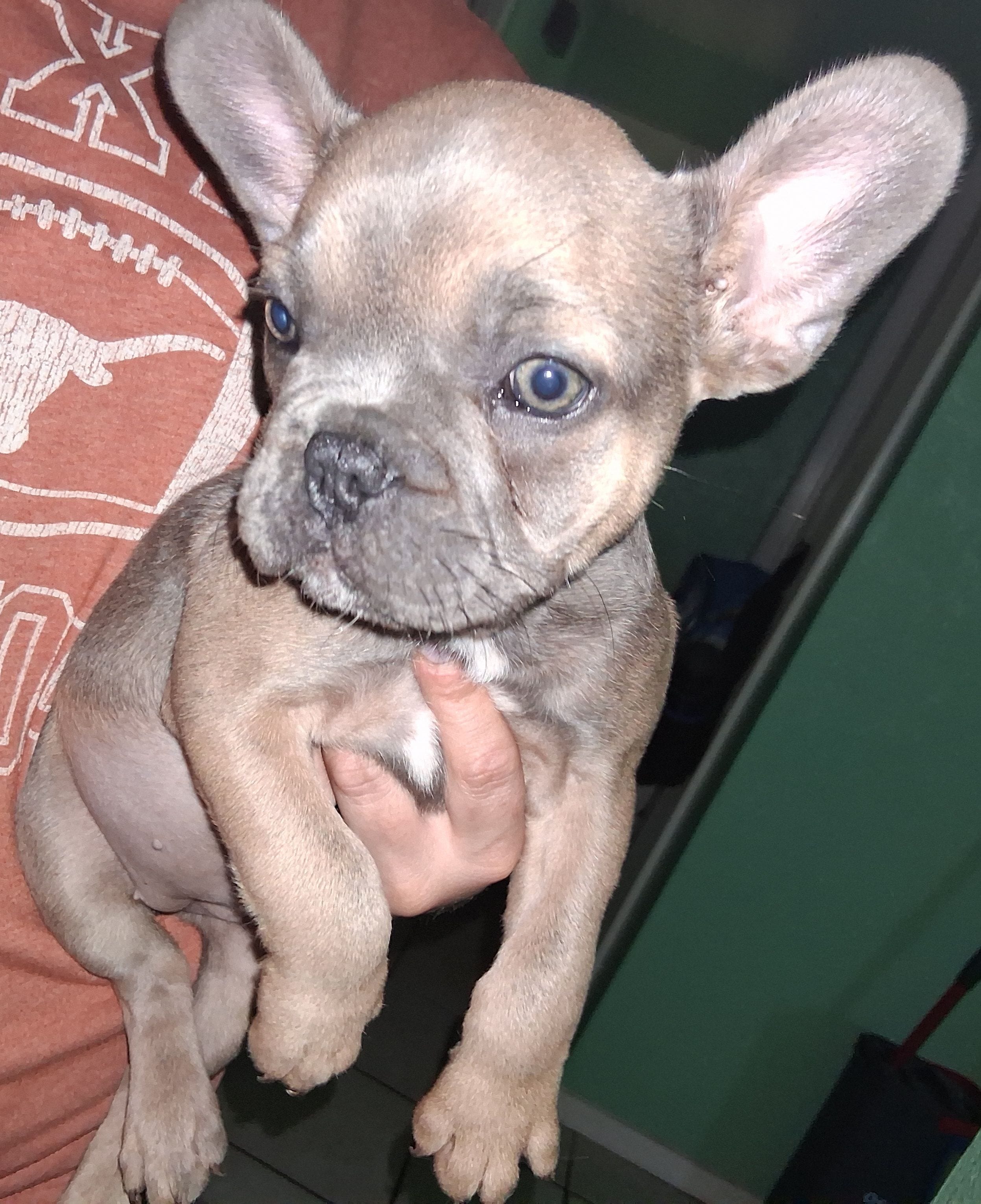Rosie – French Bulldog puppy for sale in Dallas, TX