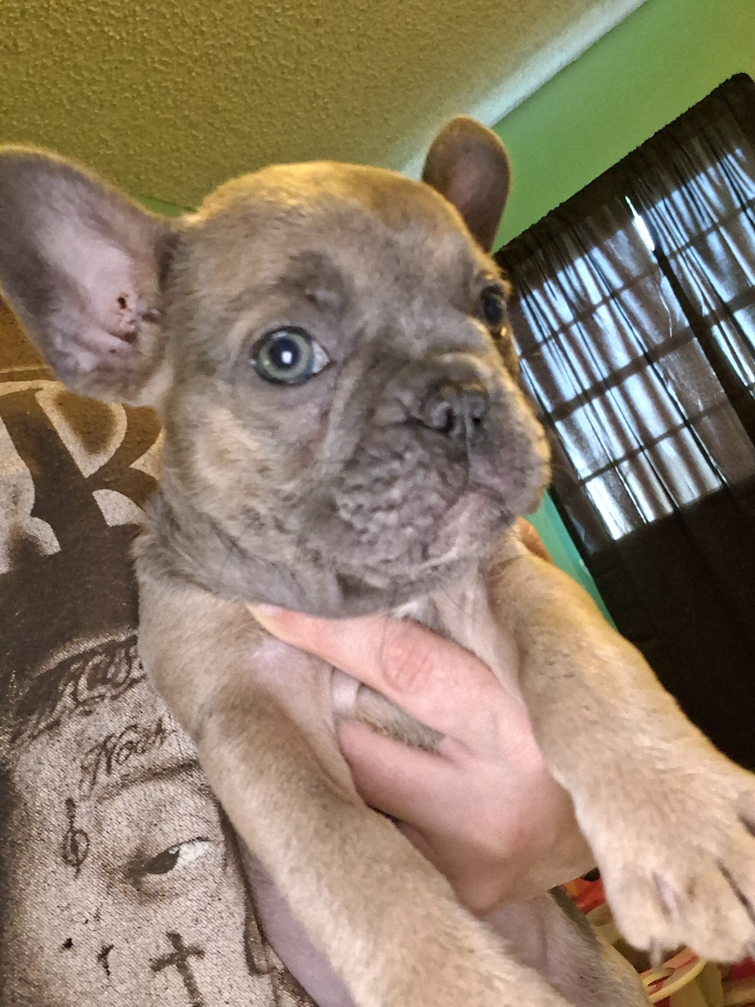 Rosie – French Bulldog puppy for sale in Dallas, TX
