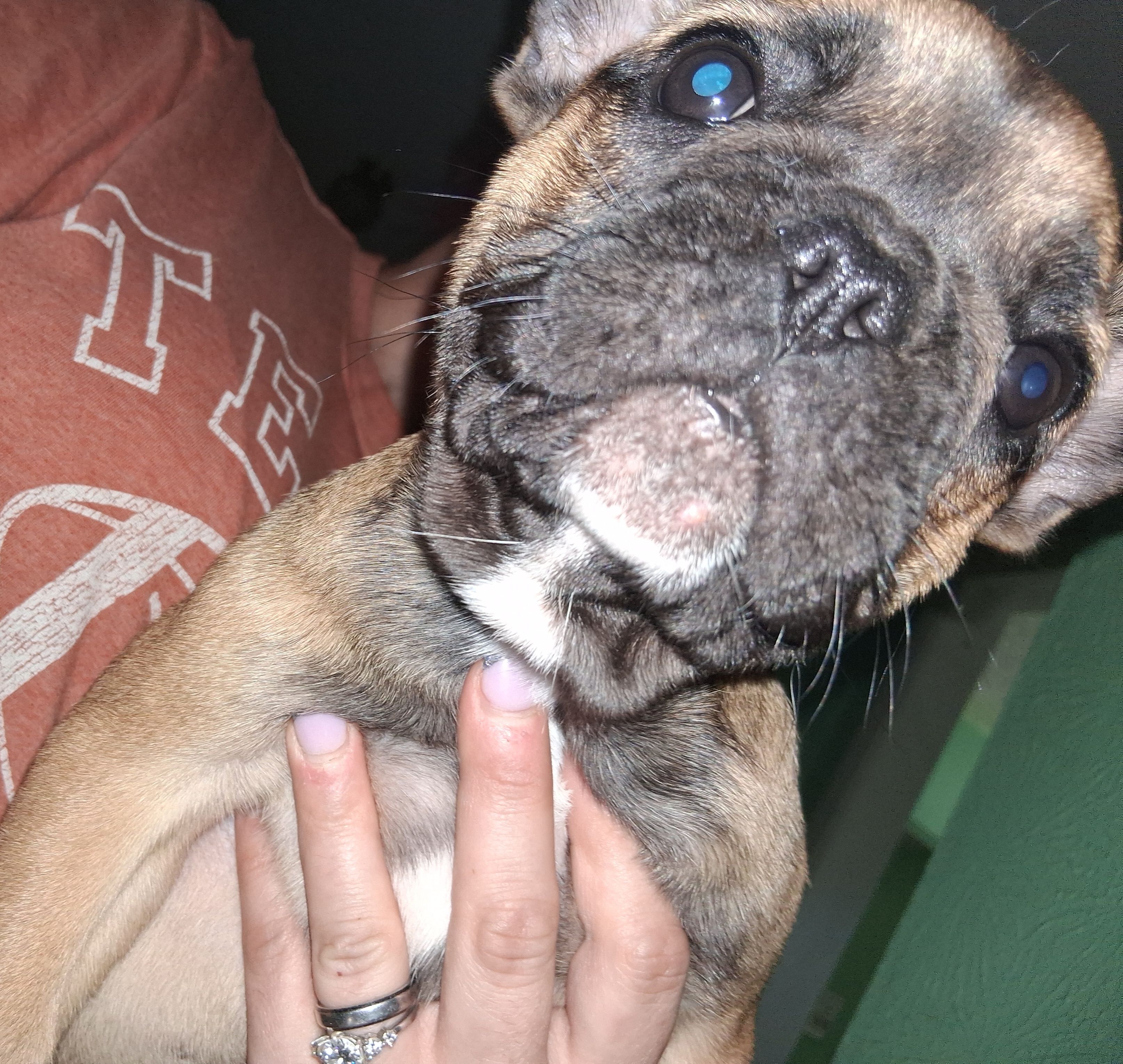 Bella, a female French Bulldog for sale in Dallas, TX – Photo 10 of 10