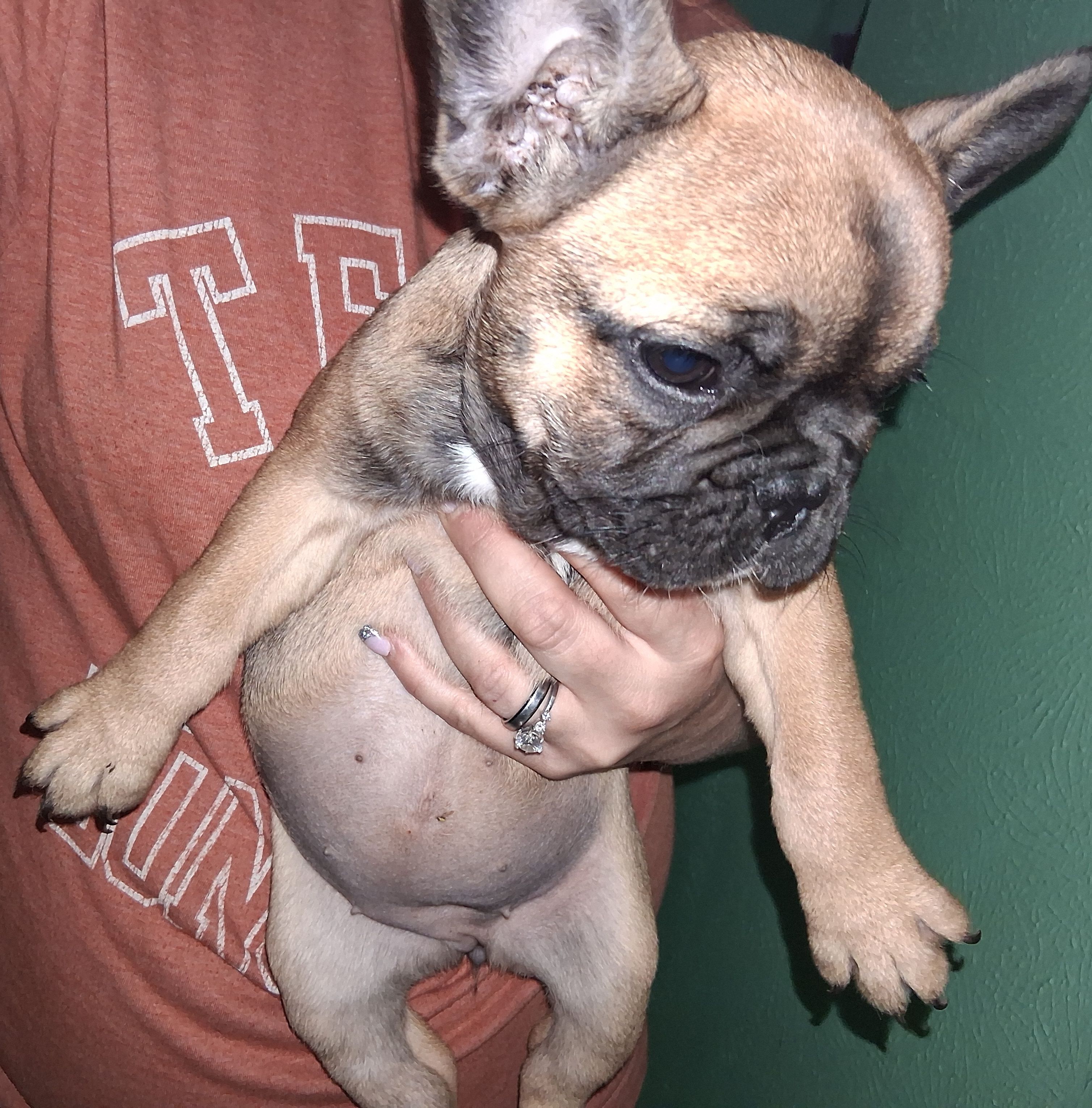 Bella, a female French Bulldog for sale in Dallas, TX – Photo 3 of 10