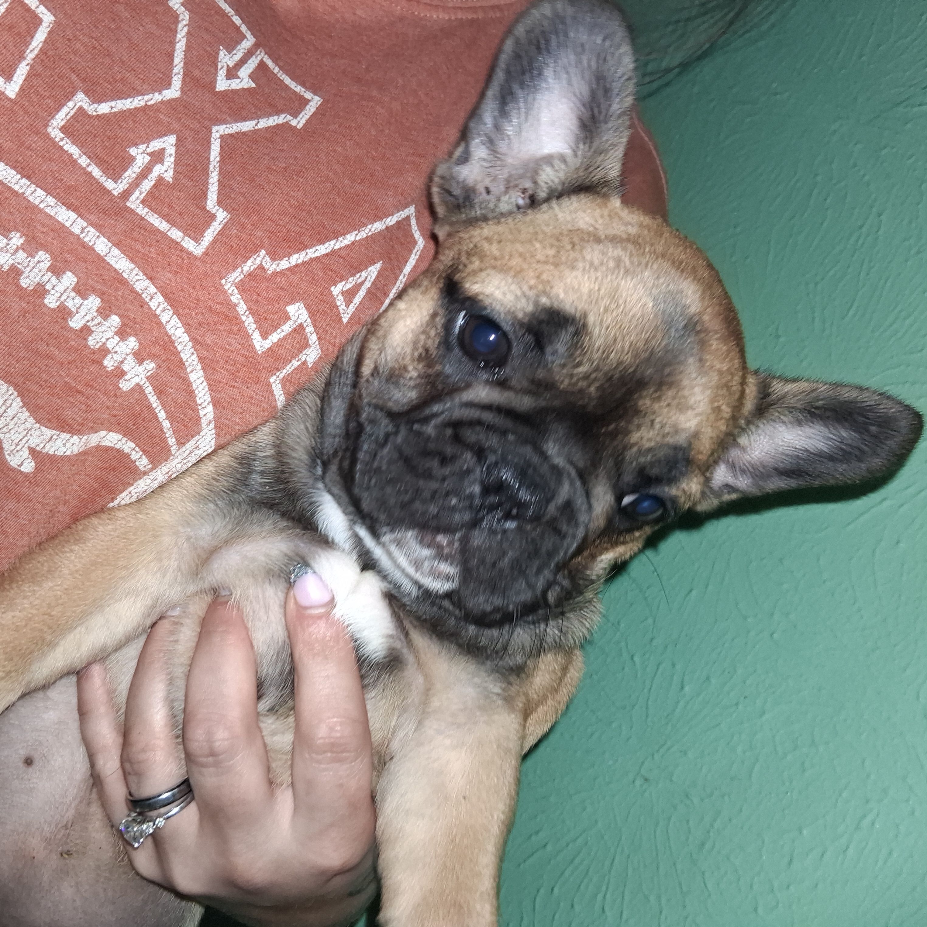 Bella – French Bulldog puppy for sale in Dallas, TX