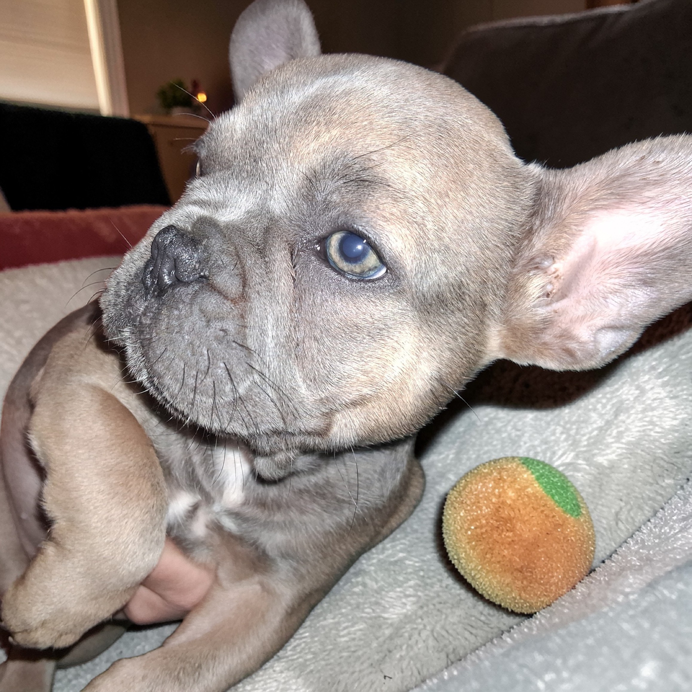 Rosaleigh, a female French Bulldog for sale in Dallas, TX – Photo 2 of 9
