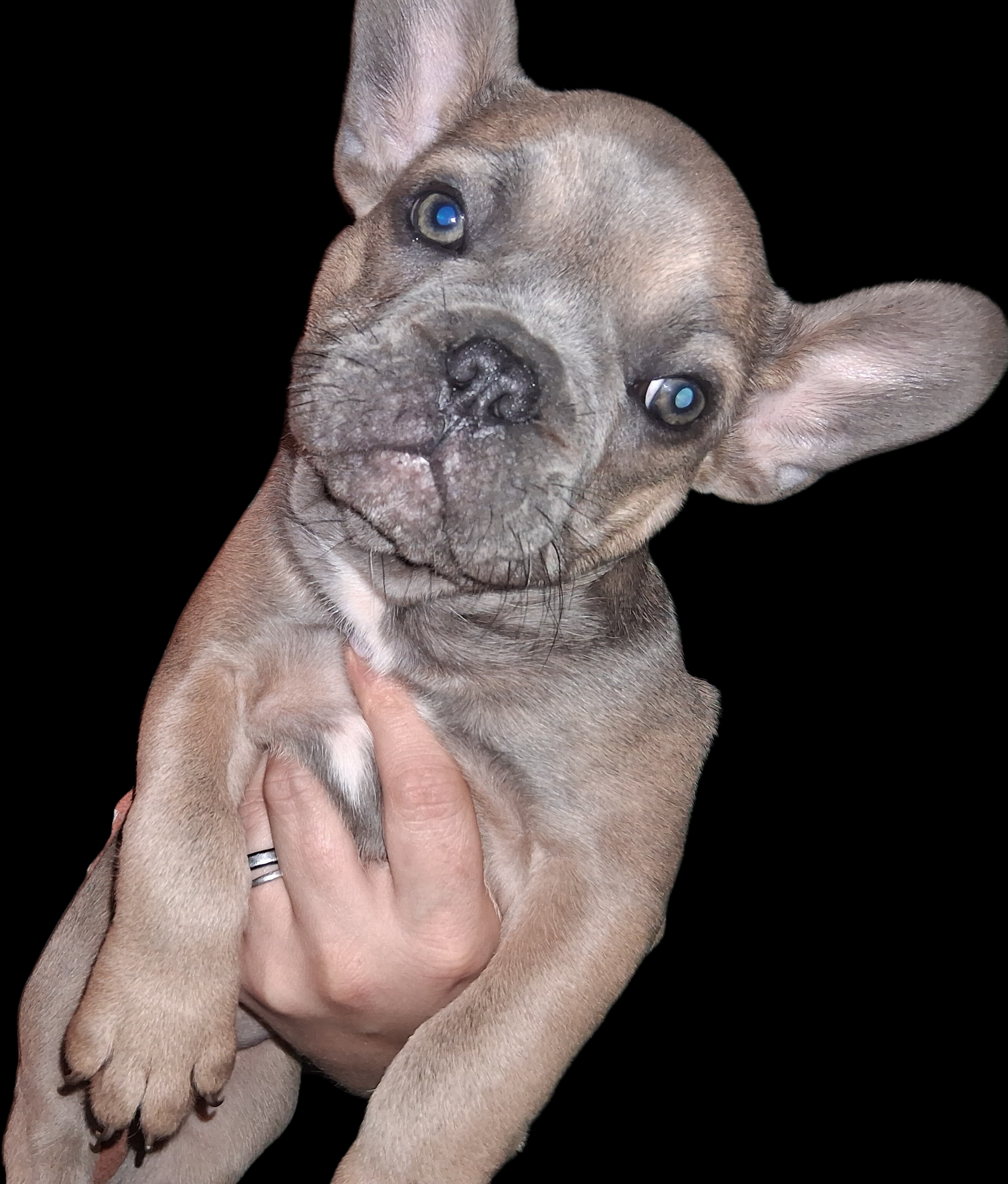 Rosaleigh, a female French Bulldog for sale in Dallas, TX – Photo 4 of 9