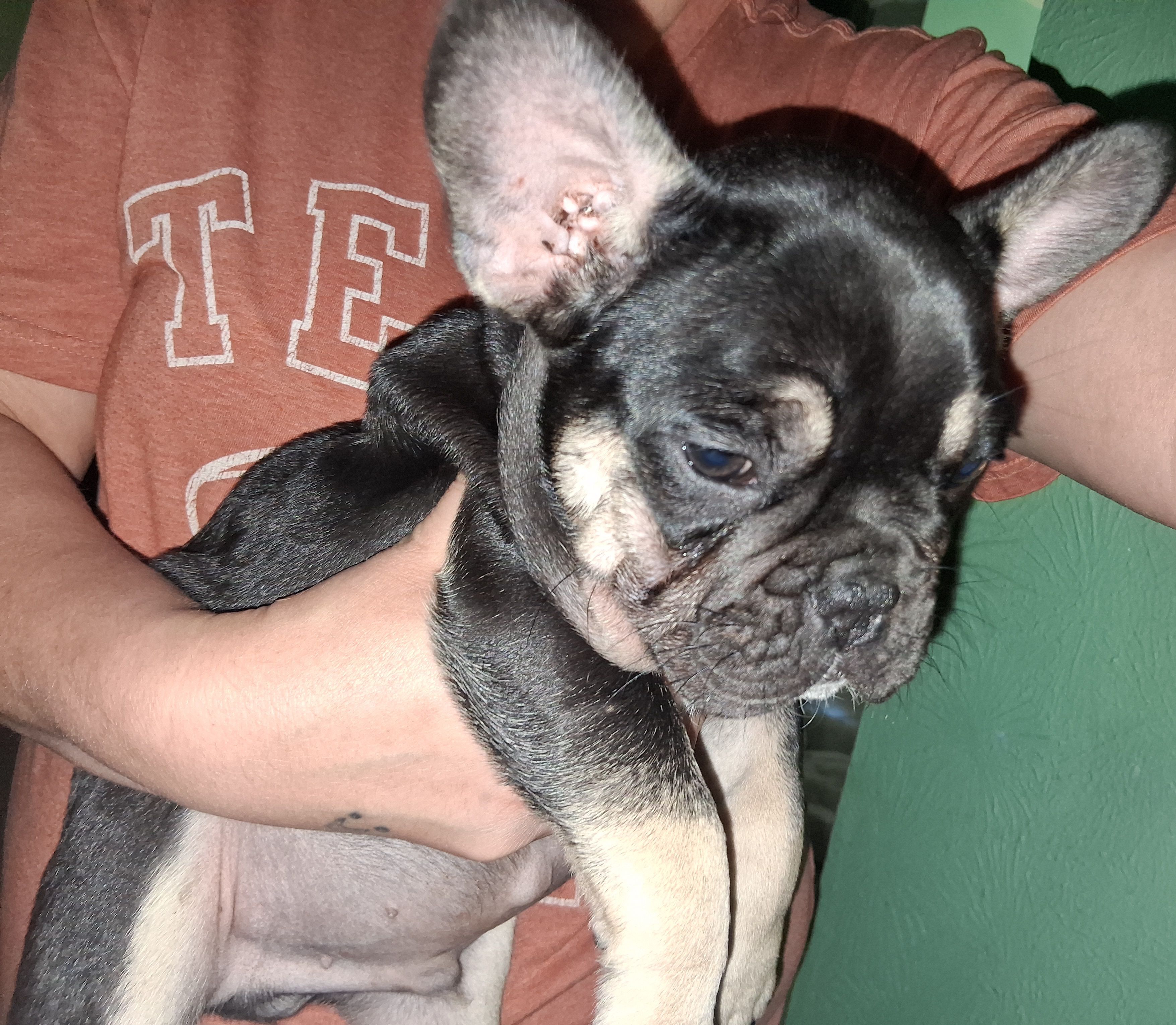 Max, a male French Bulldog for sale in Dallas, TX – Photo 3 of 10