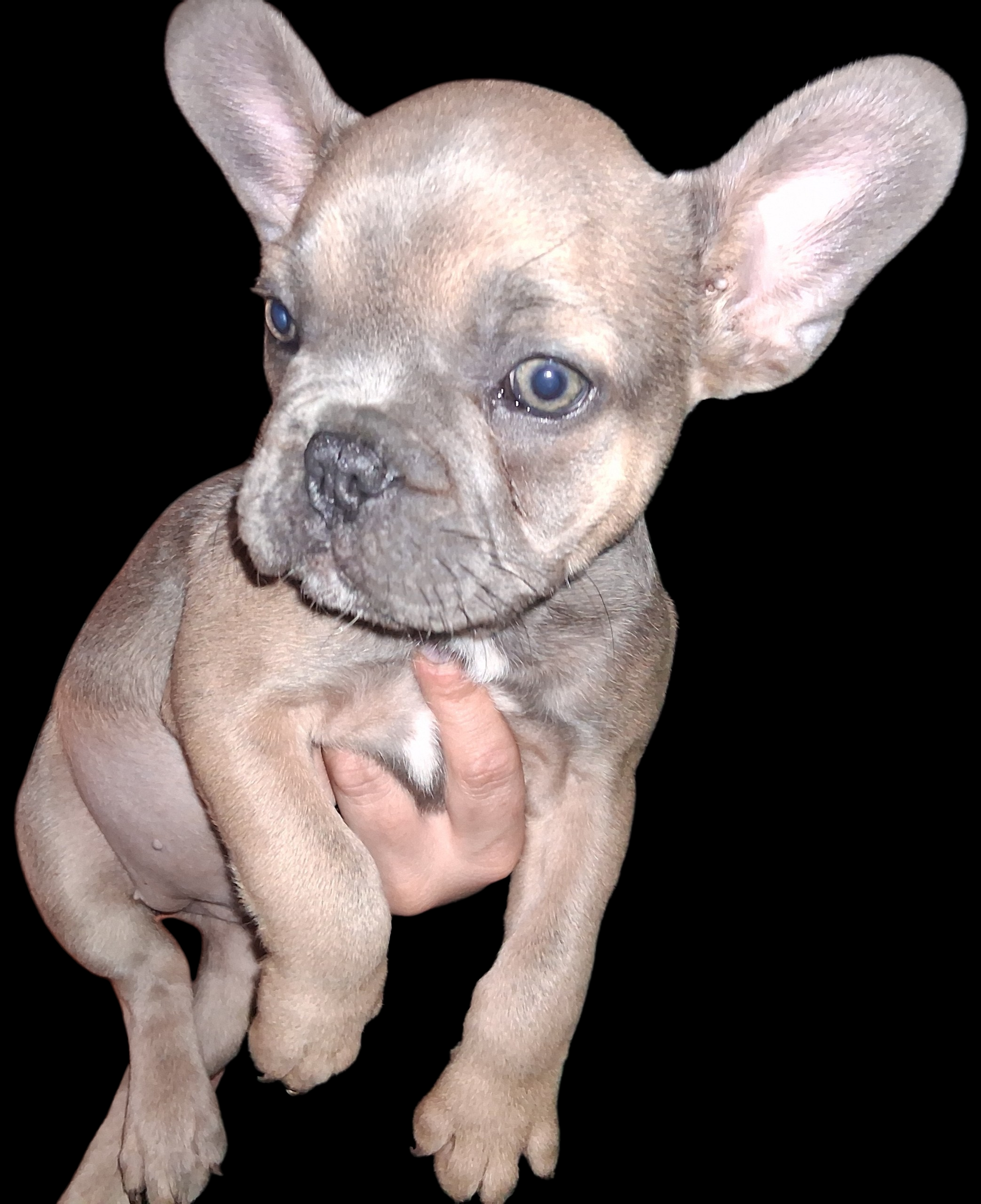 Rosaleigh, a female French Bulldog for sale in Dallas, TX – Photo 8 of 9