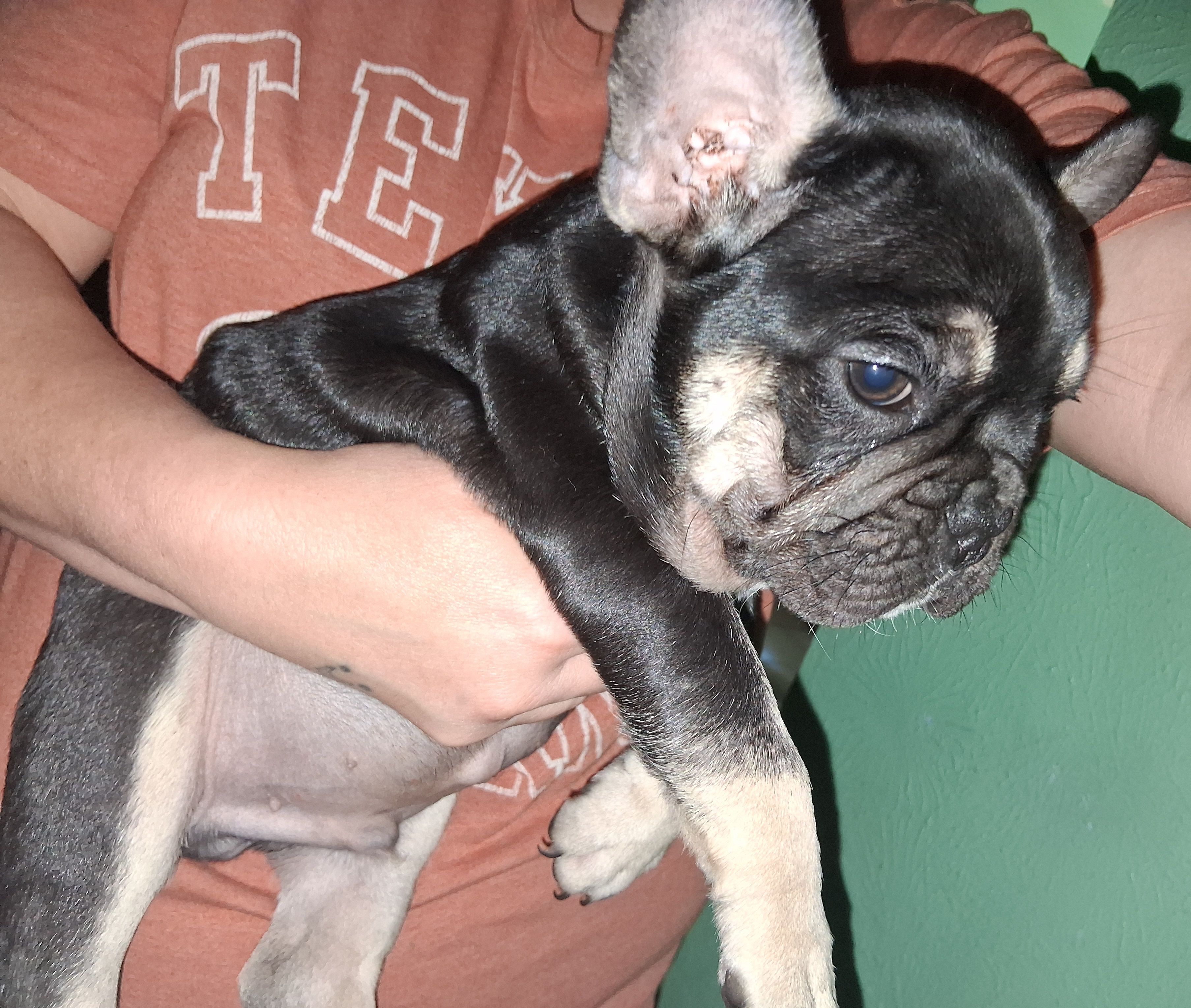 Max, a male French Bulldog for sale in Dallas, TX – Photo 2 of 10