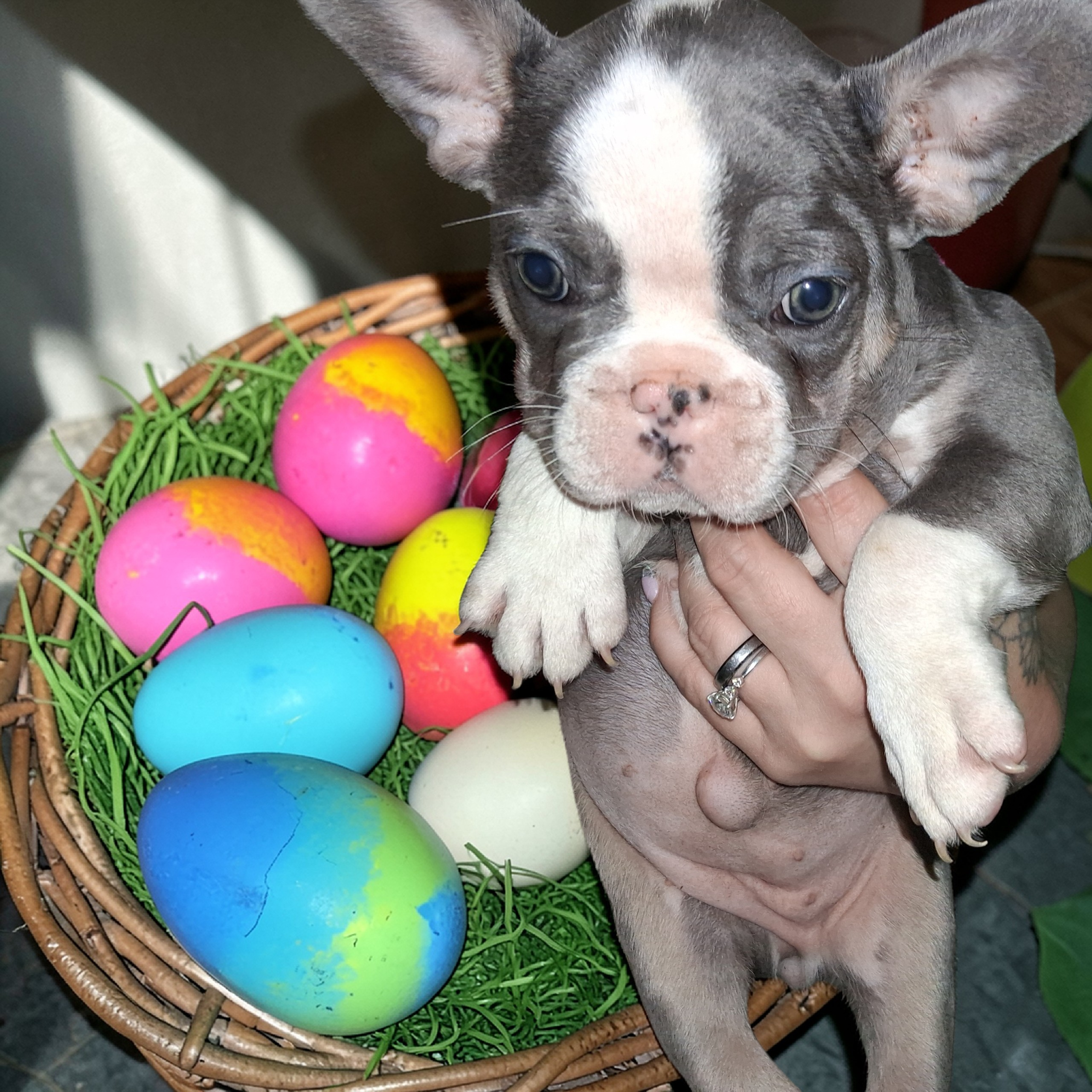 Stellar – French Bulldog puppy for sale in Dallas, TX