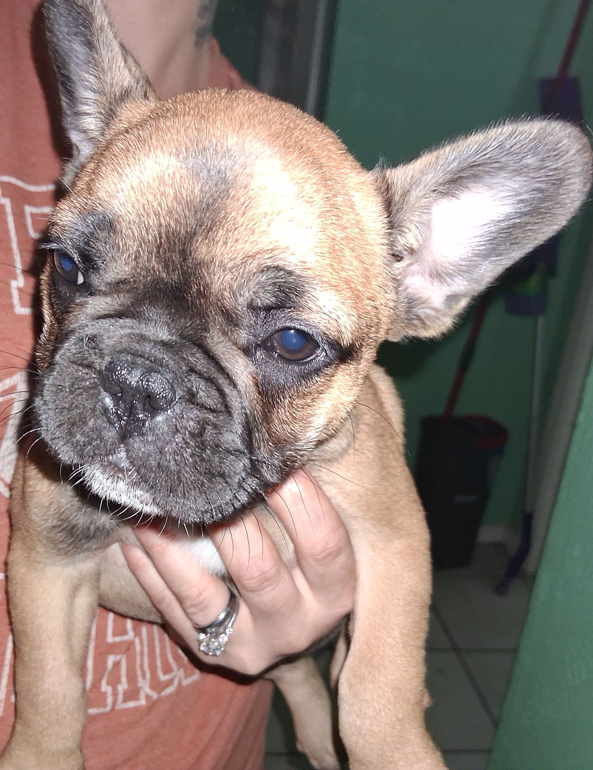 Bella, a female French Bulldog for sale in Dallas, TX – Photo 7 of 10