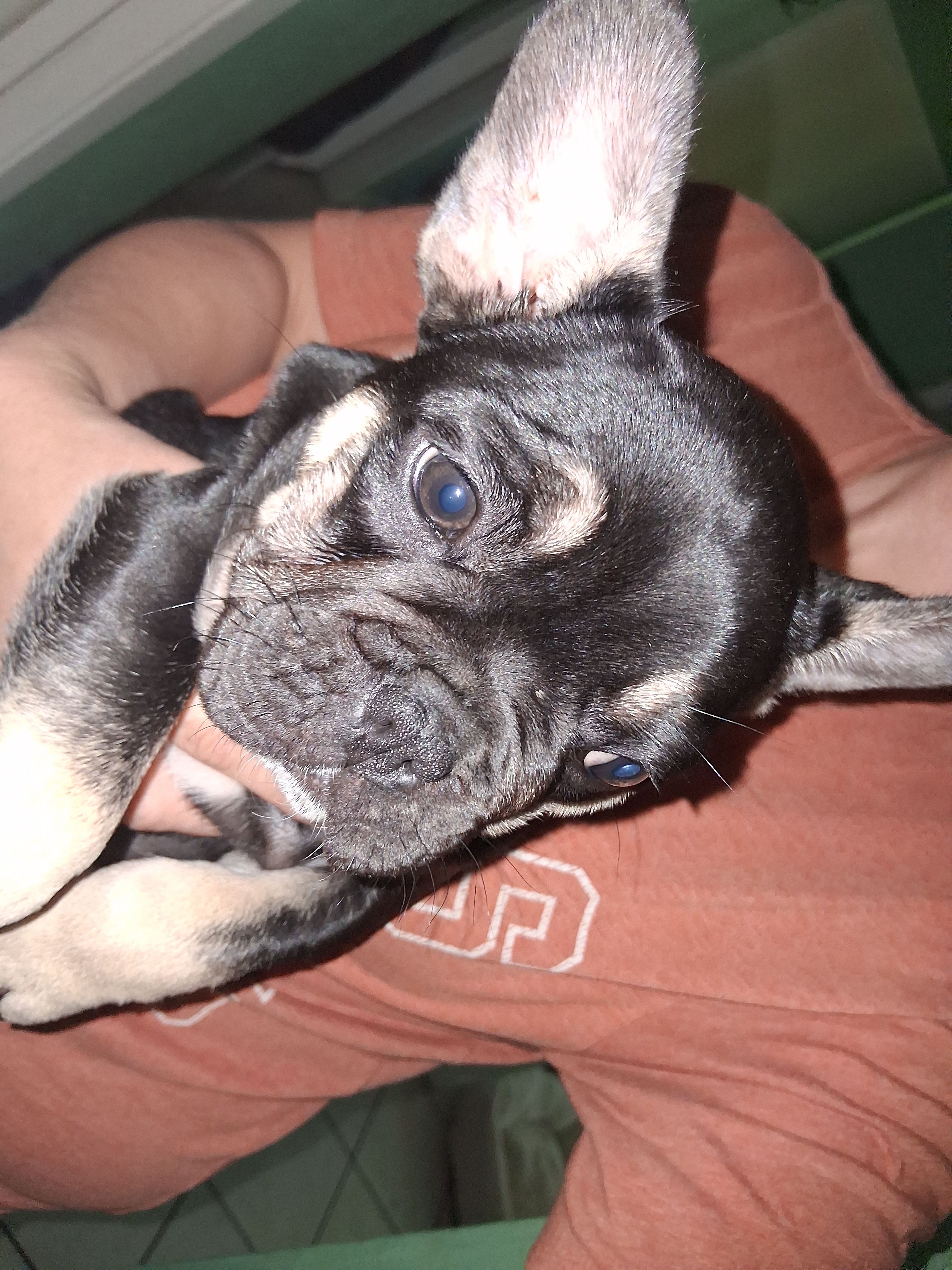 Max, a male French Bulldog for sale in Dallas, TX – Photo 7 of 10
