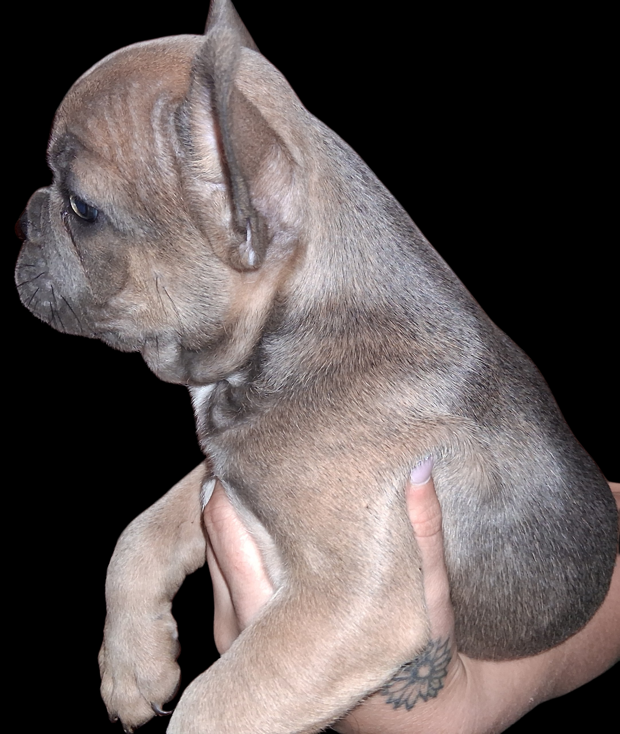 Rosaleigh, a female French Bulldog for sale in Dallas, TX – Photo 6 of 9