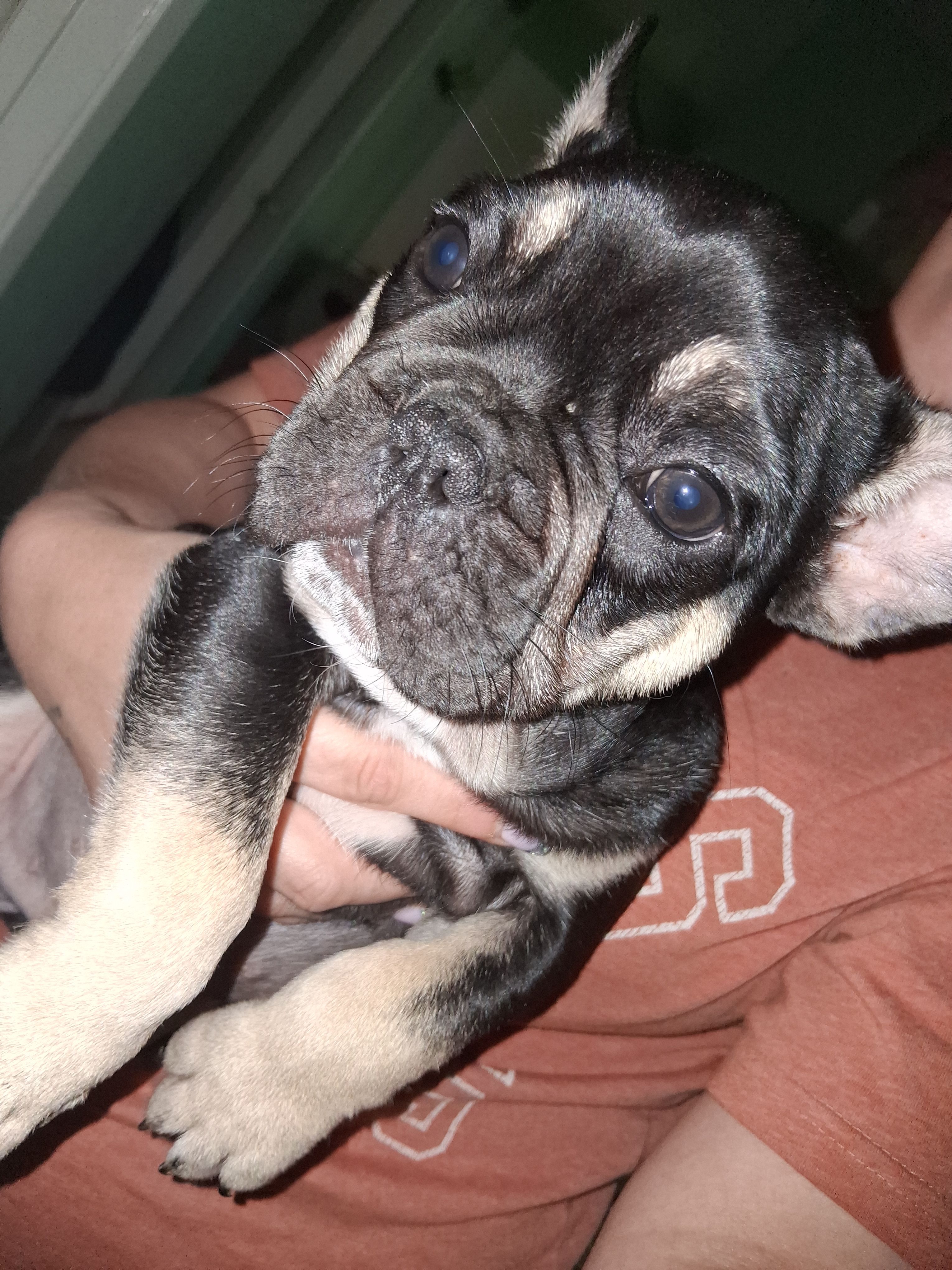 Max, a male French Bulldog for sale in Dallas, TX – Photo 6 of 10
