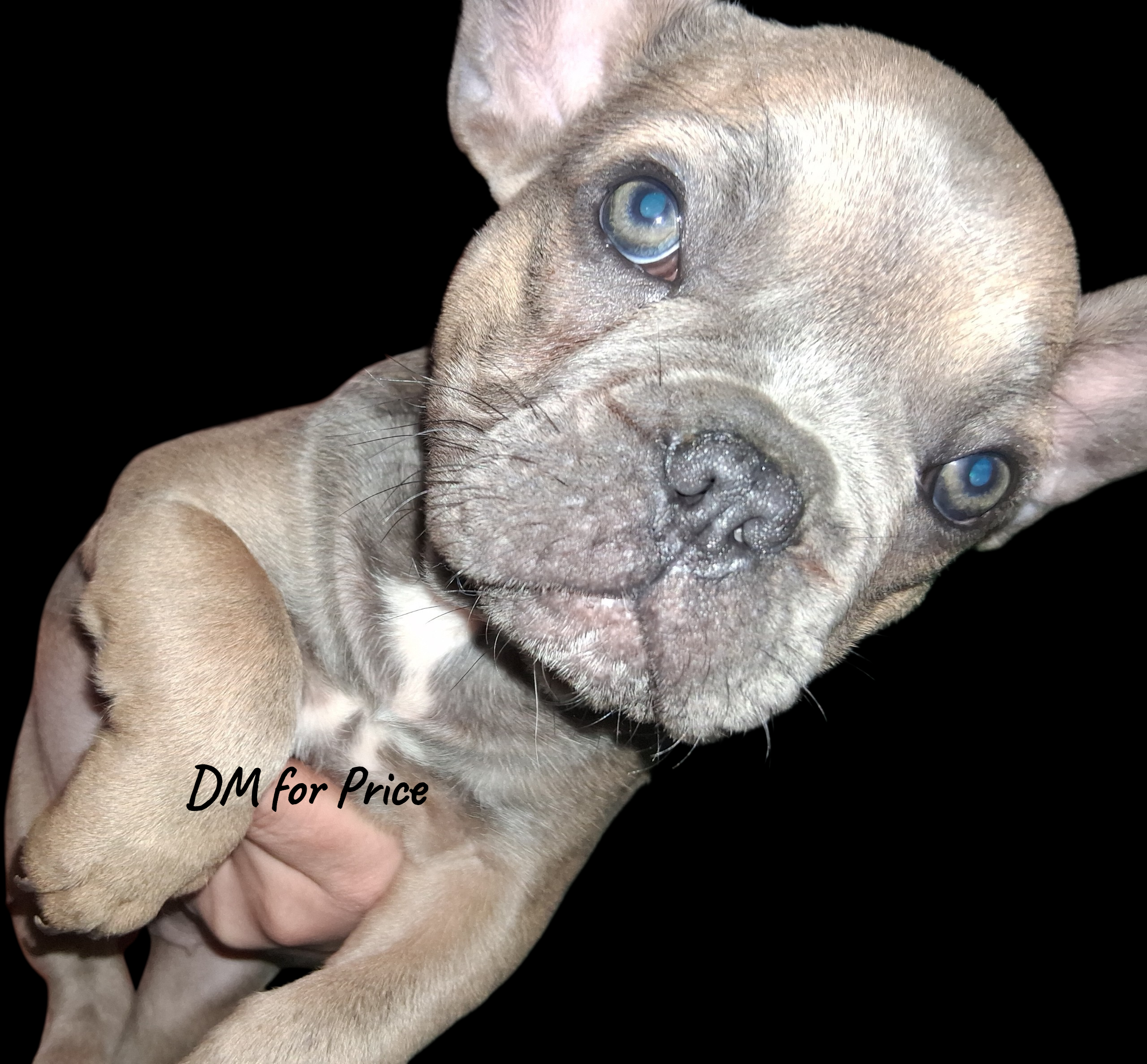 Rosaleigh, a female French Bulldog for sale in Dallas, TX – Photo 3 of 9