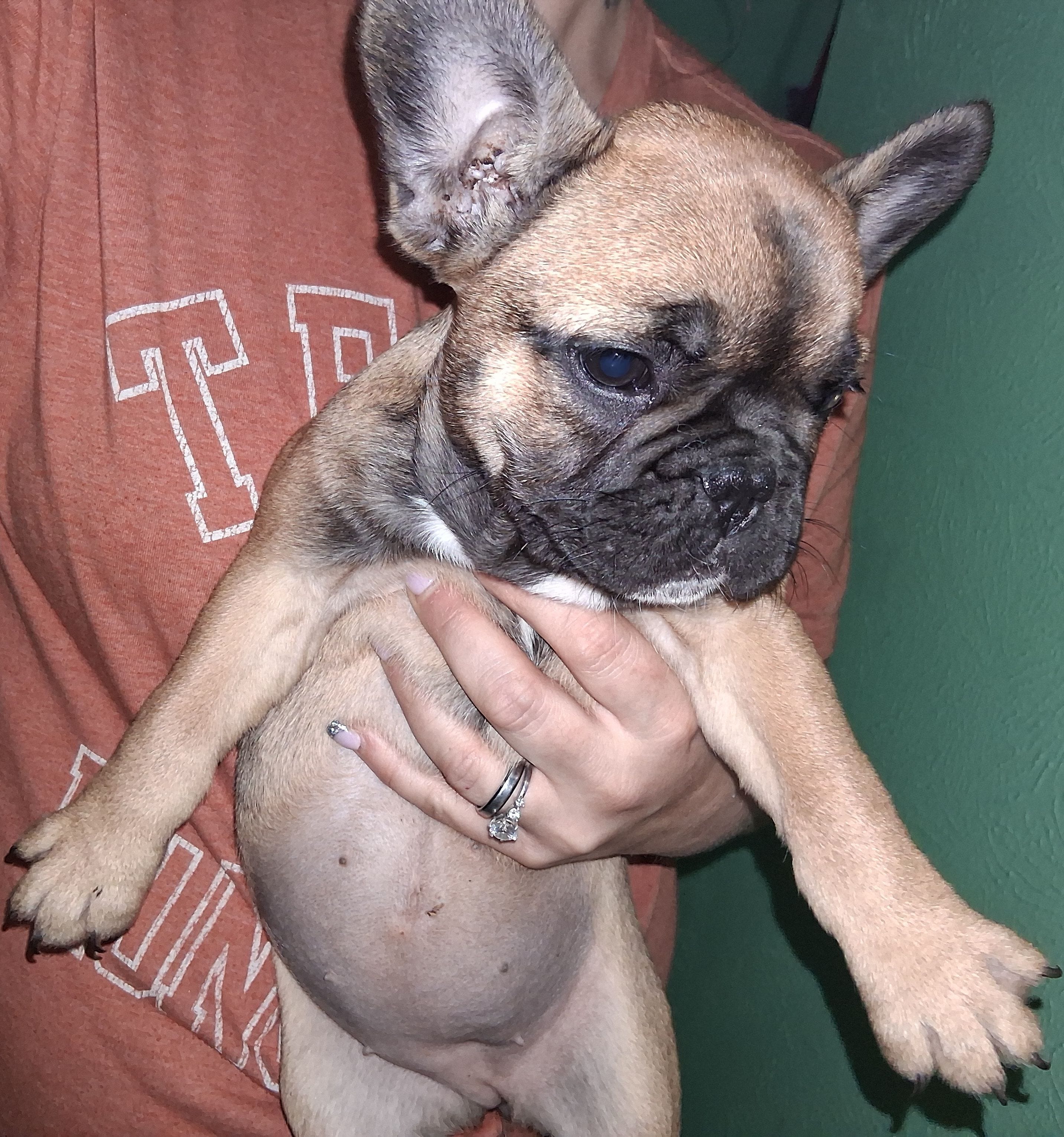 Bella, a female French Bulldog for sale in Dallas, TX – Photo 4 of 10