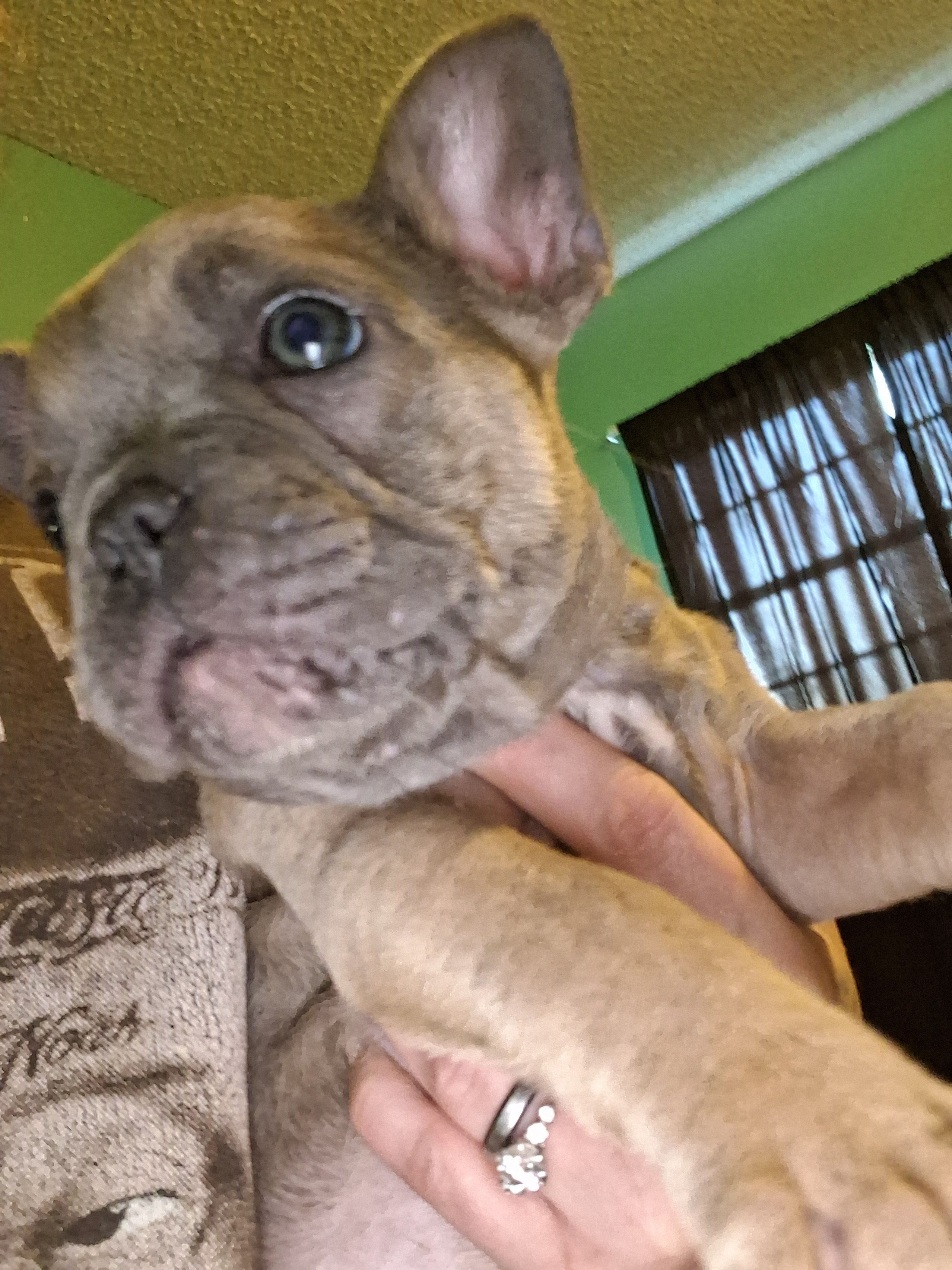 Rosie, a female French Bulldog for sale in Dallas, TX – Photo 2 of 6