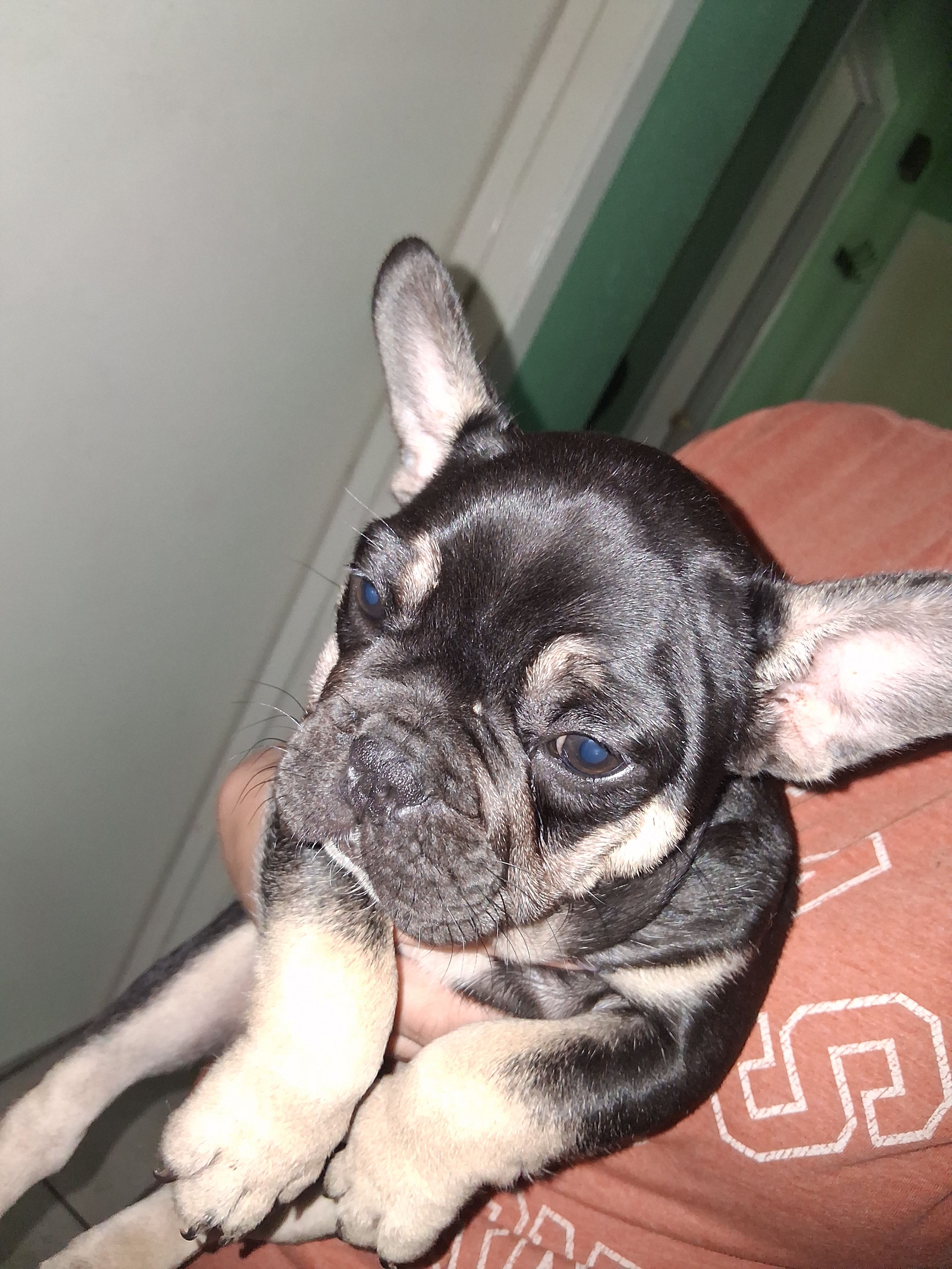 Max, a male French Bulldog for sale in Dallas, TX – Photo 9 of 10