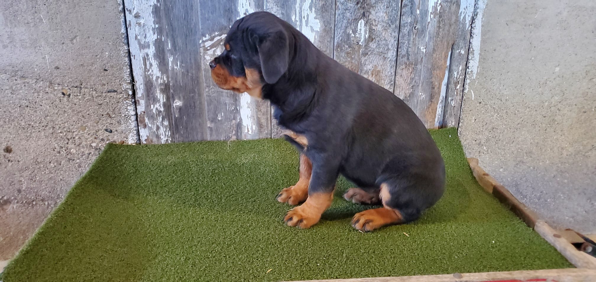 Abby – Rottweiler puppy for sale in Grabill, IN