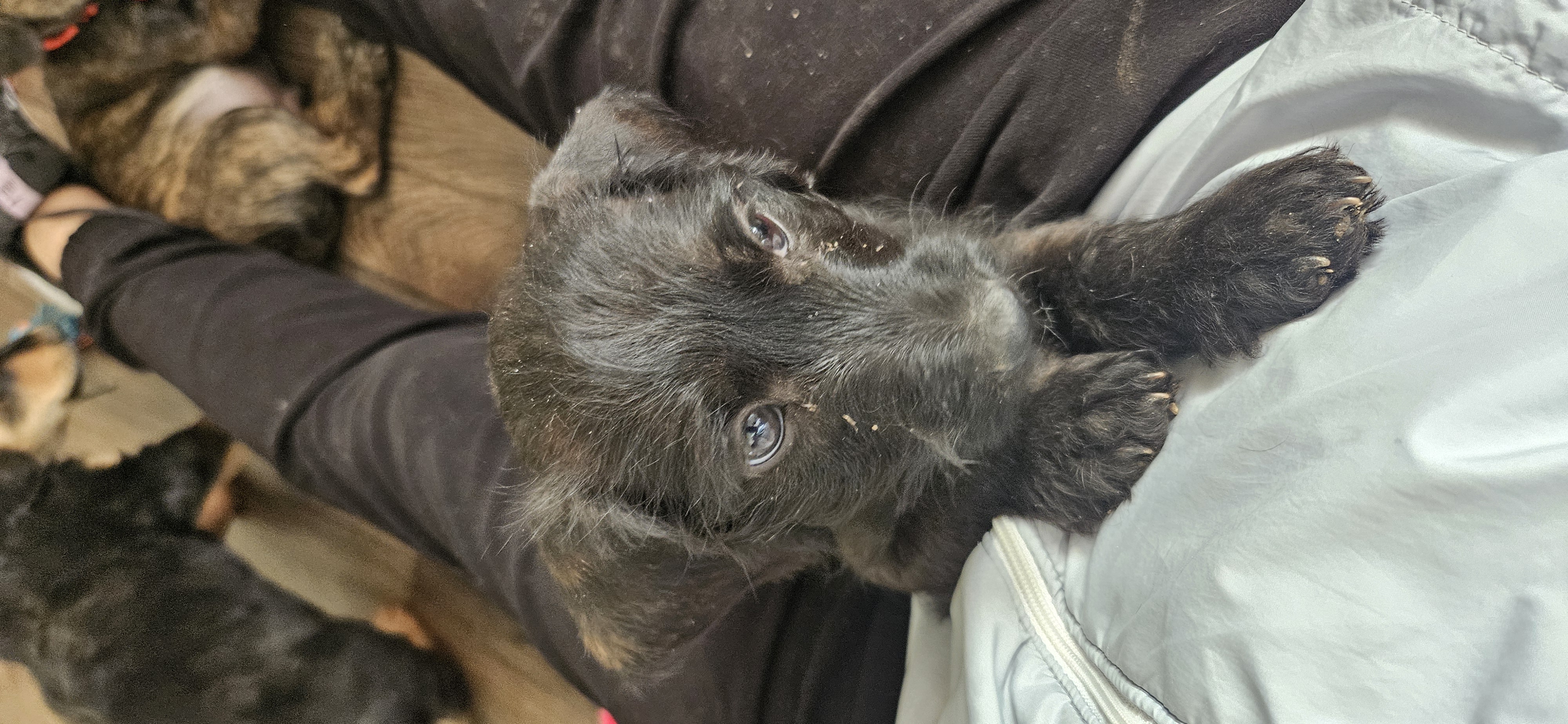 Unnamed – Doxiepoo puppy for sale in Johnstown, CO