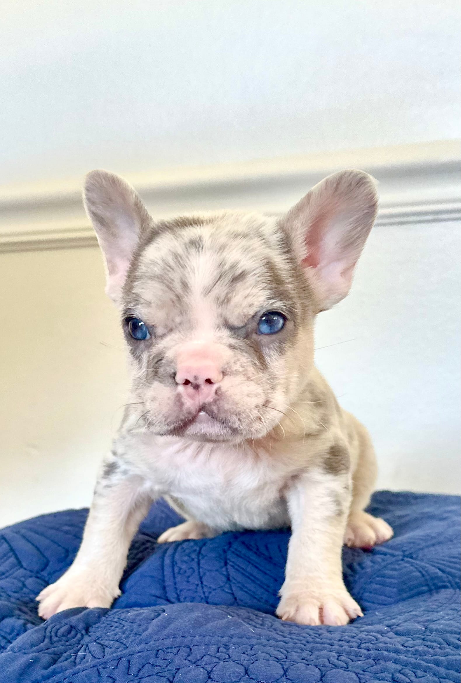 Lotso – French Bulldog puppy for sale in Poplarville, MS