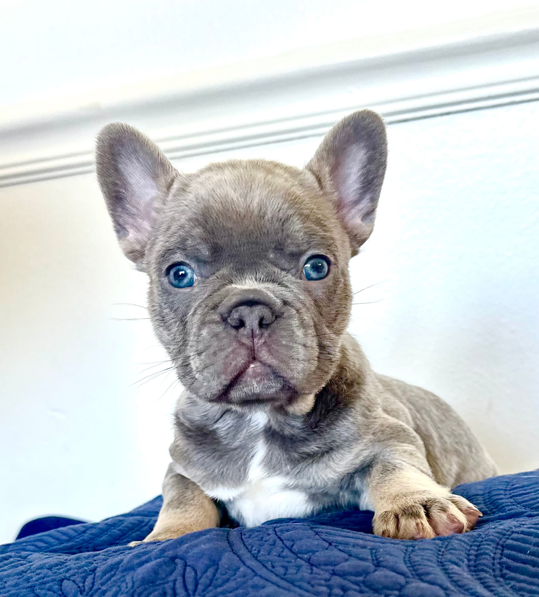 Rex – French Bulldog puppy for sale in Poplarville, MS