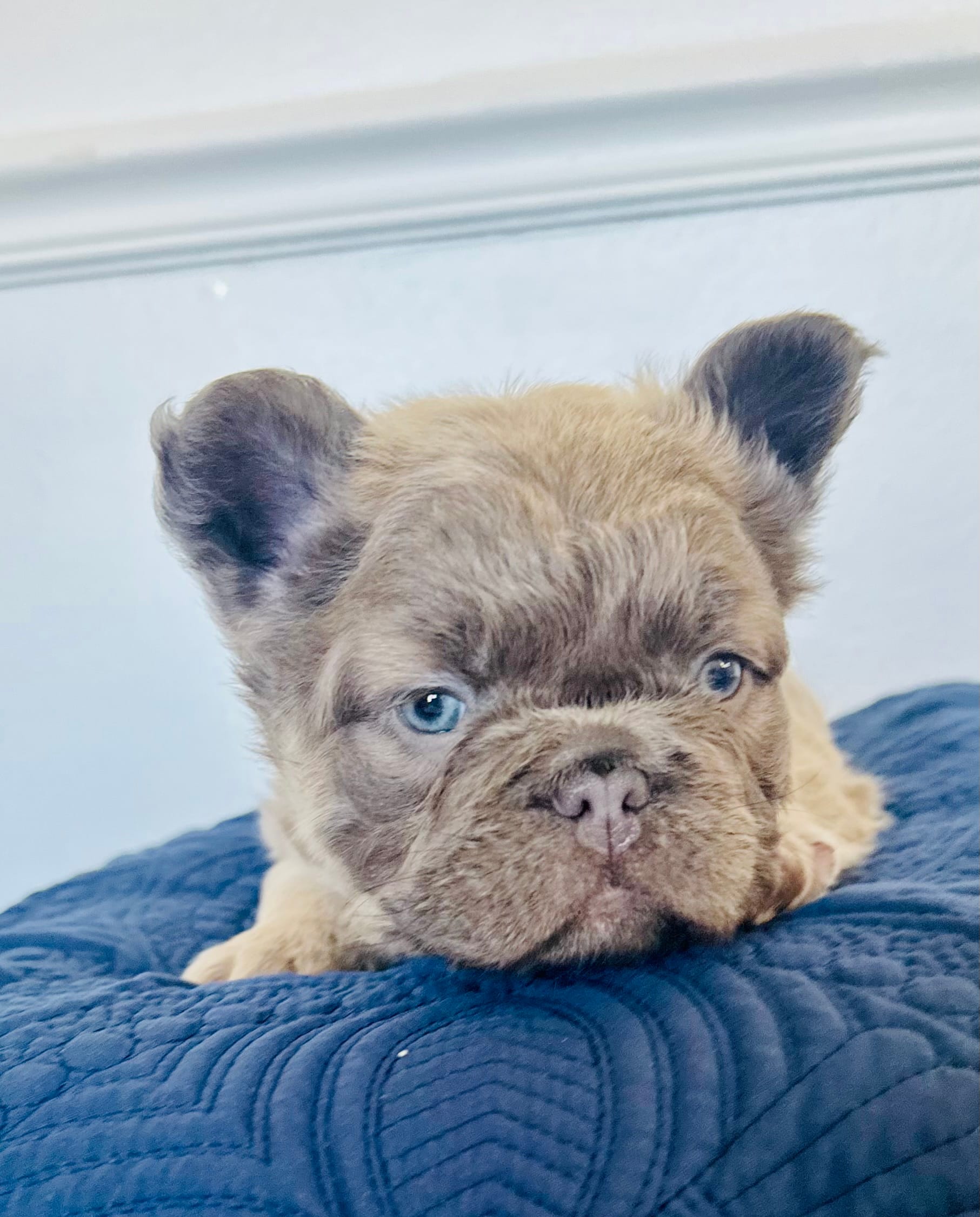 Slinky – French Bulldog puppy for sale in Poplarville, MS