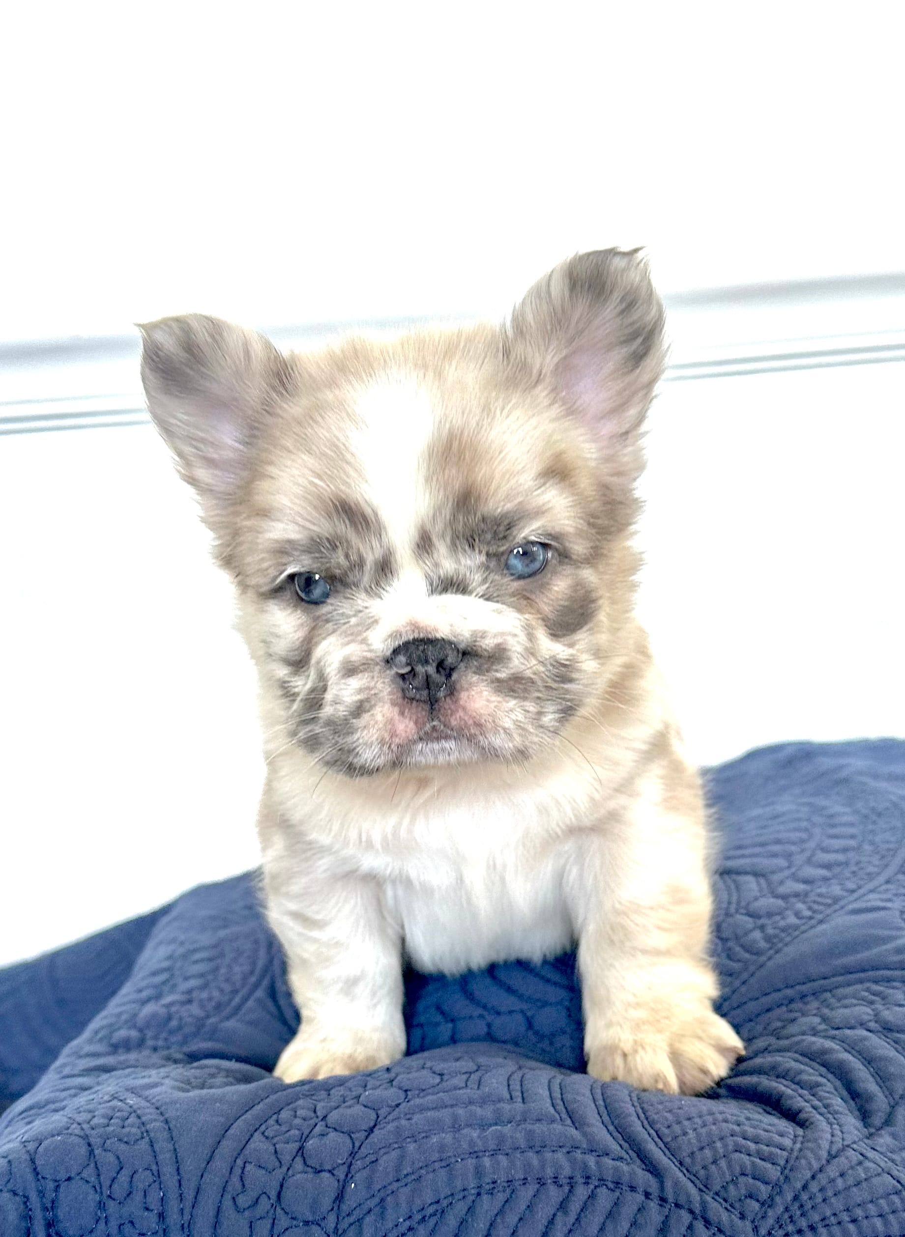 Bullseye – French Bulldog puppy for sale in Poplarville, MS