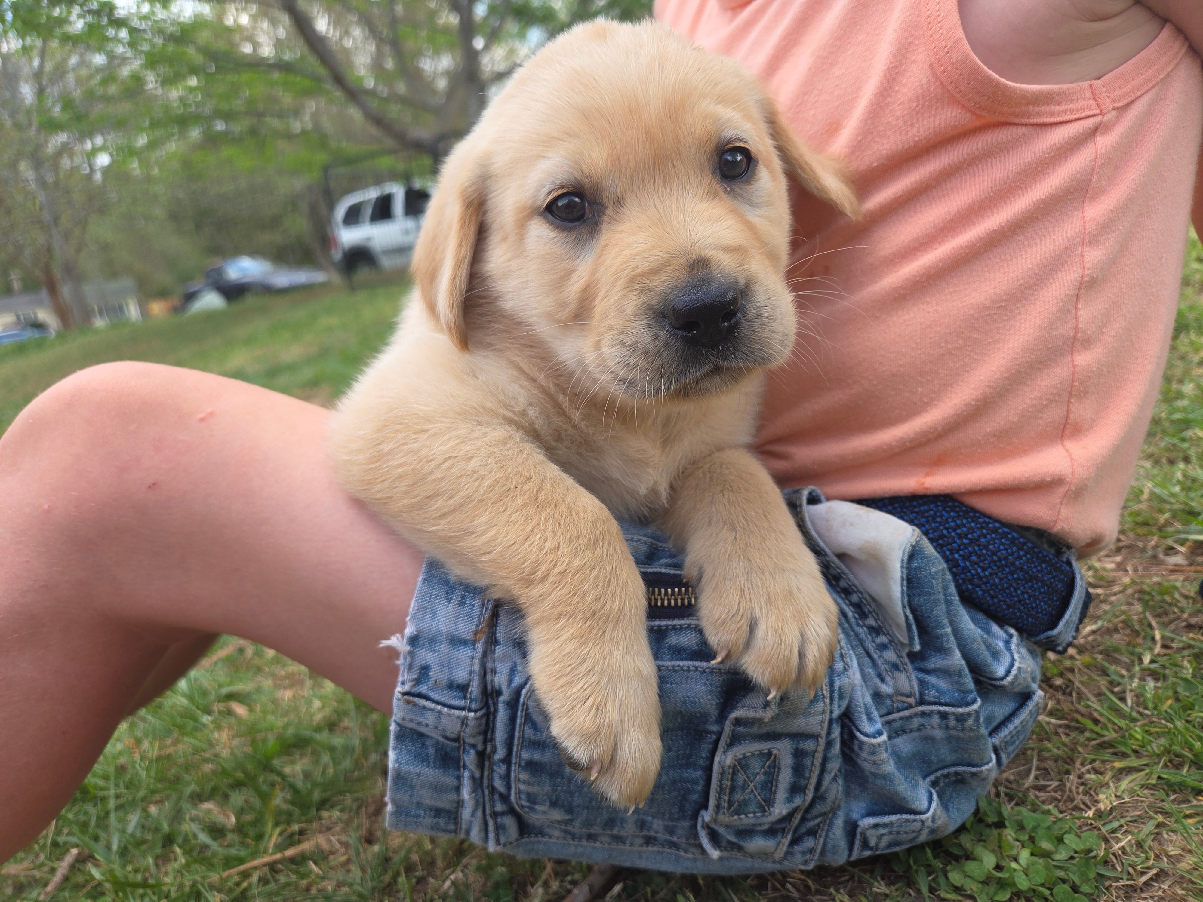 AKC Yellow Male #3 – Labrador Retriever puppy for sale in Travelers Rest, SC
