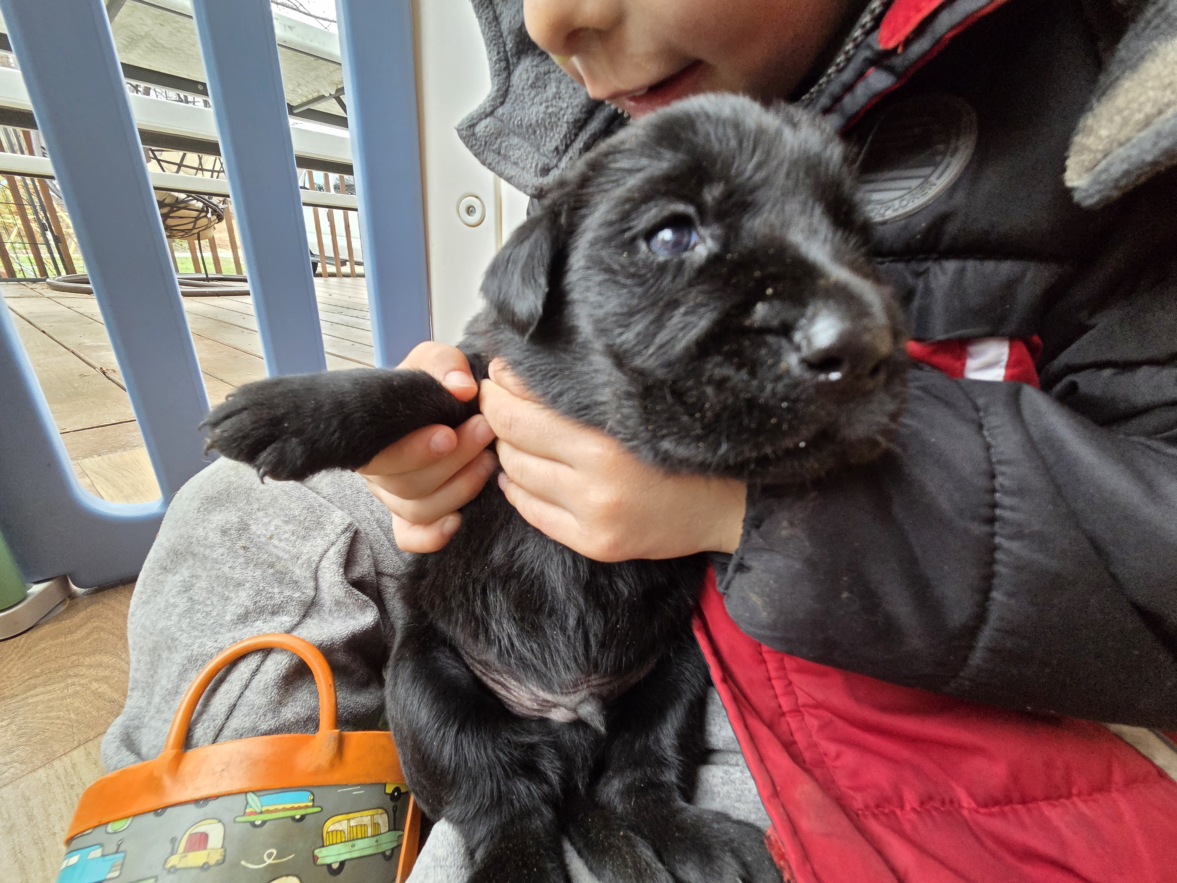 AKC Black Male #3 – Labrador Retriever puppy for sale in Travelers Rest, SC