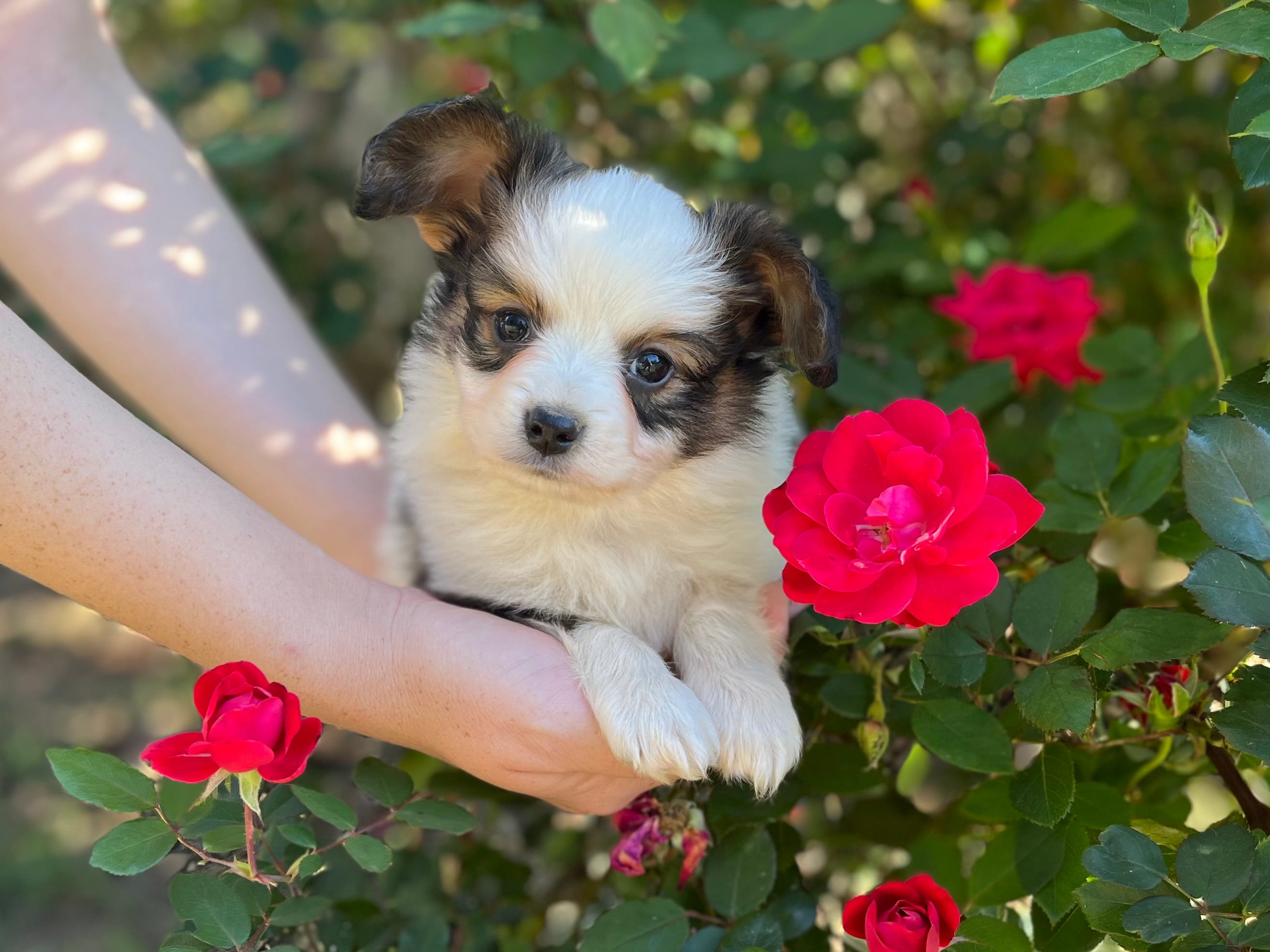 Jelly Bean – Papillon puppy for sale in Greenbrier, AR