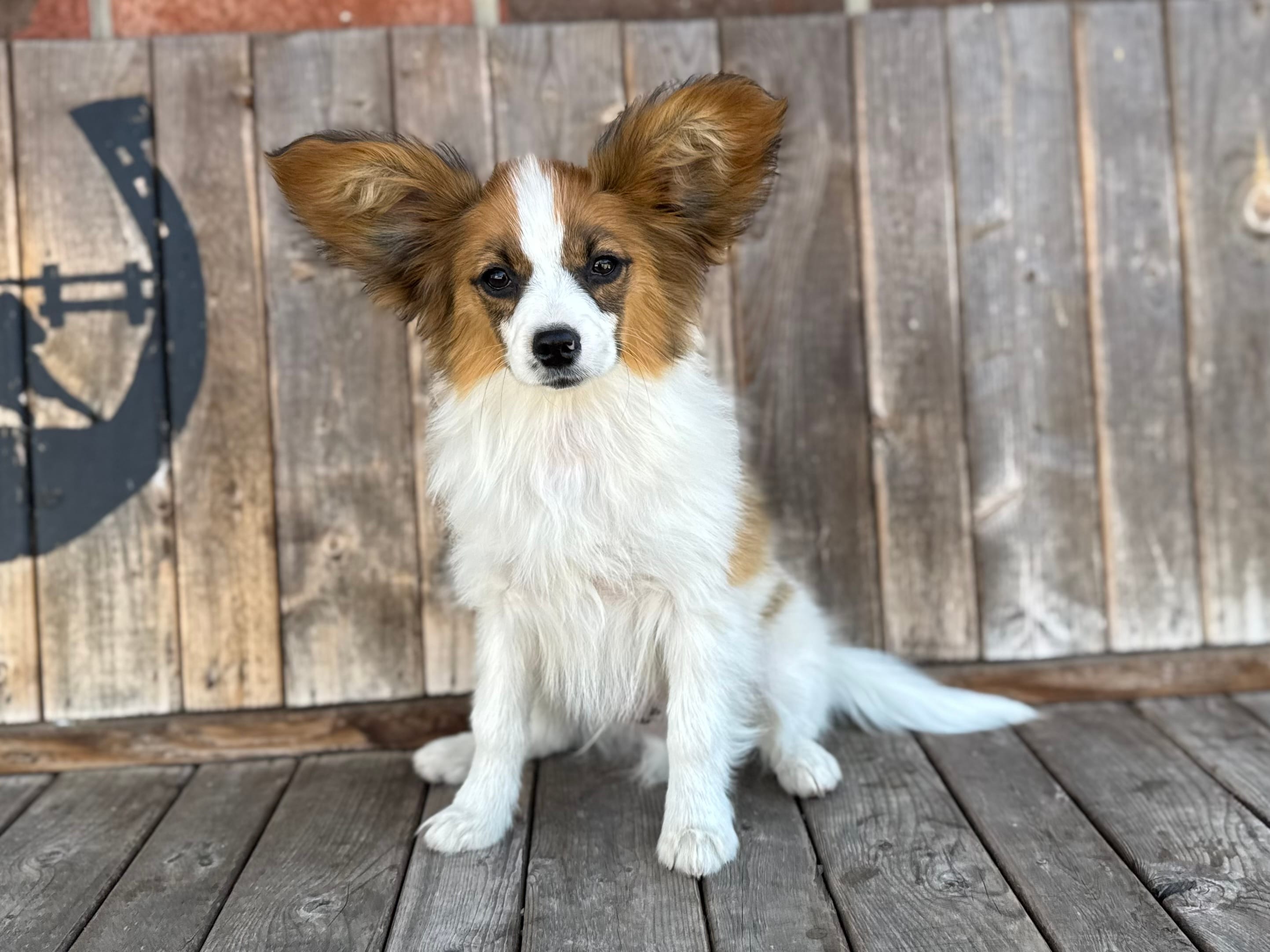 Hollys male #4 – Papillon puppy for sale in Greenbrier, AR