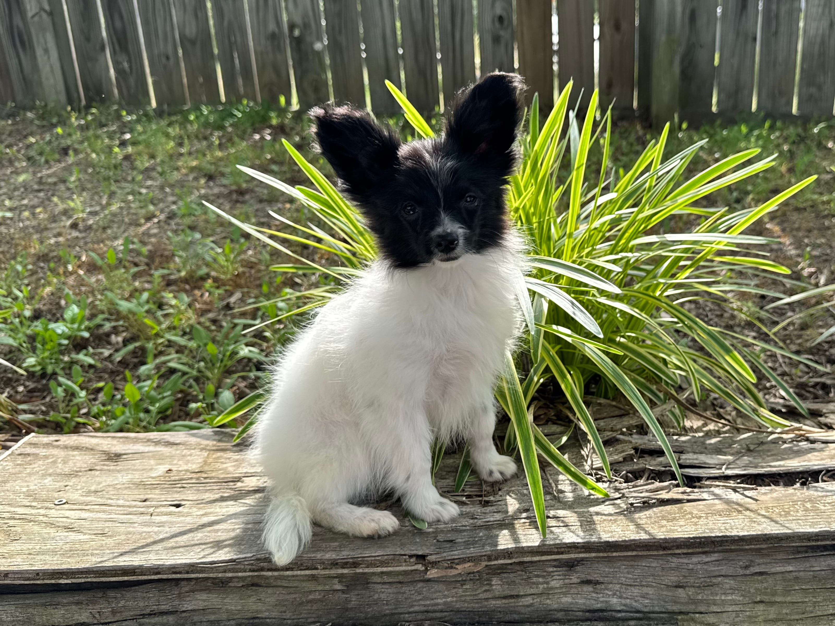 Pandas Female #2 – Papillon puppy for sale in Greenbrier, AR