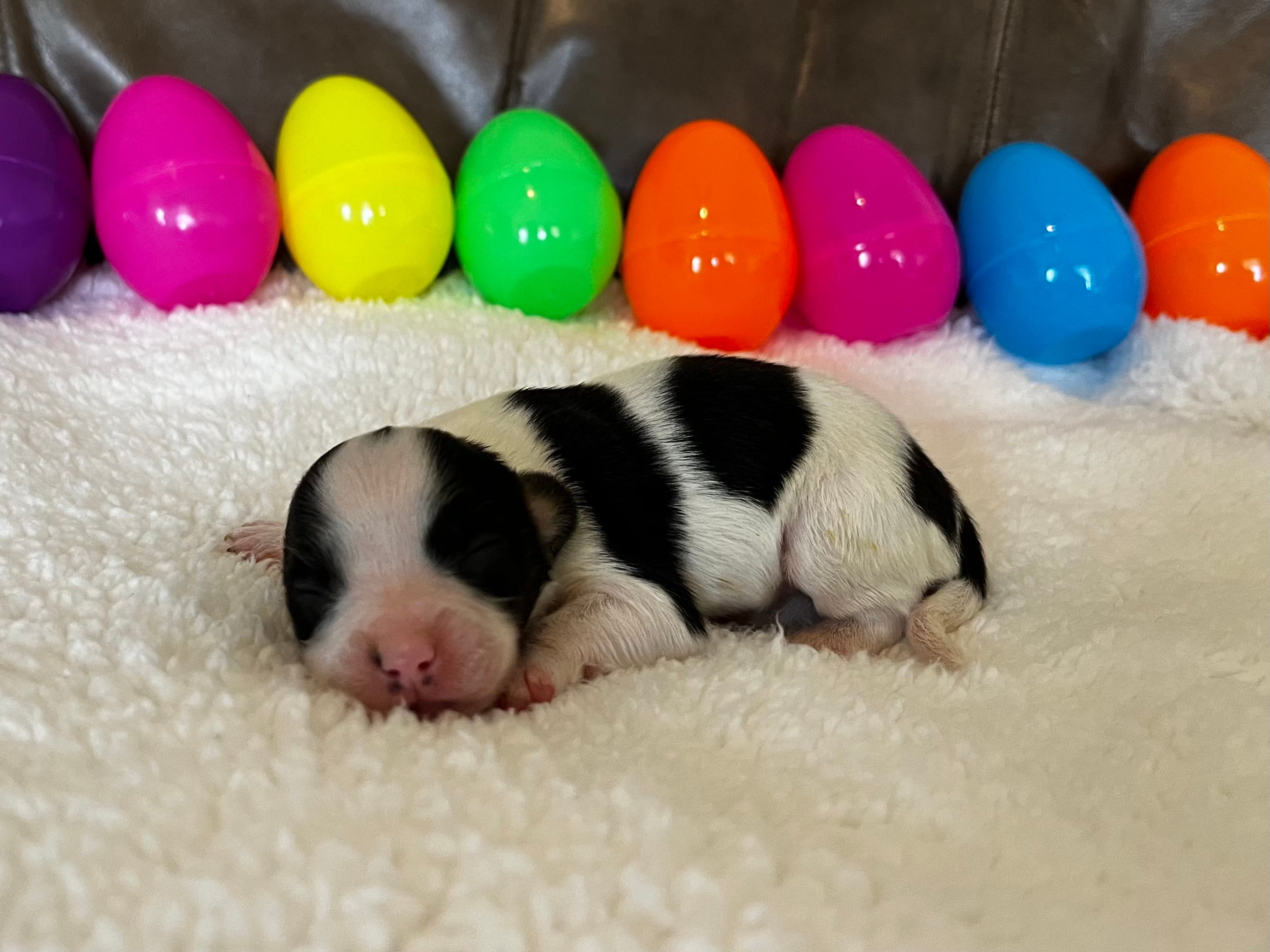 Honey – Papillon puppy for sale in Greenbrier, AR