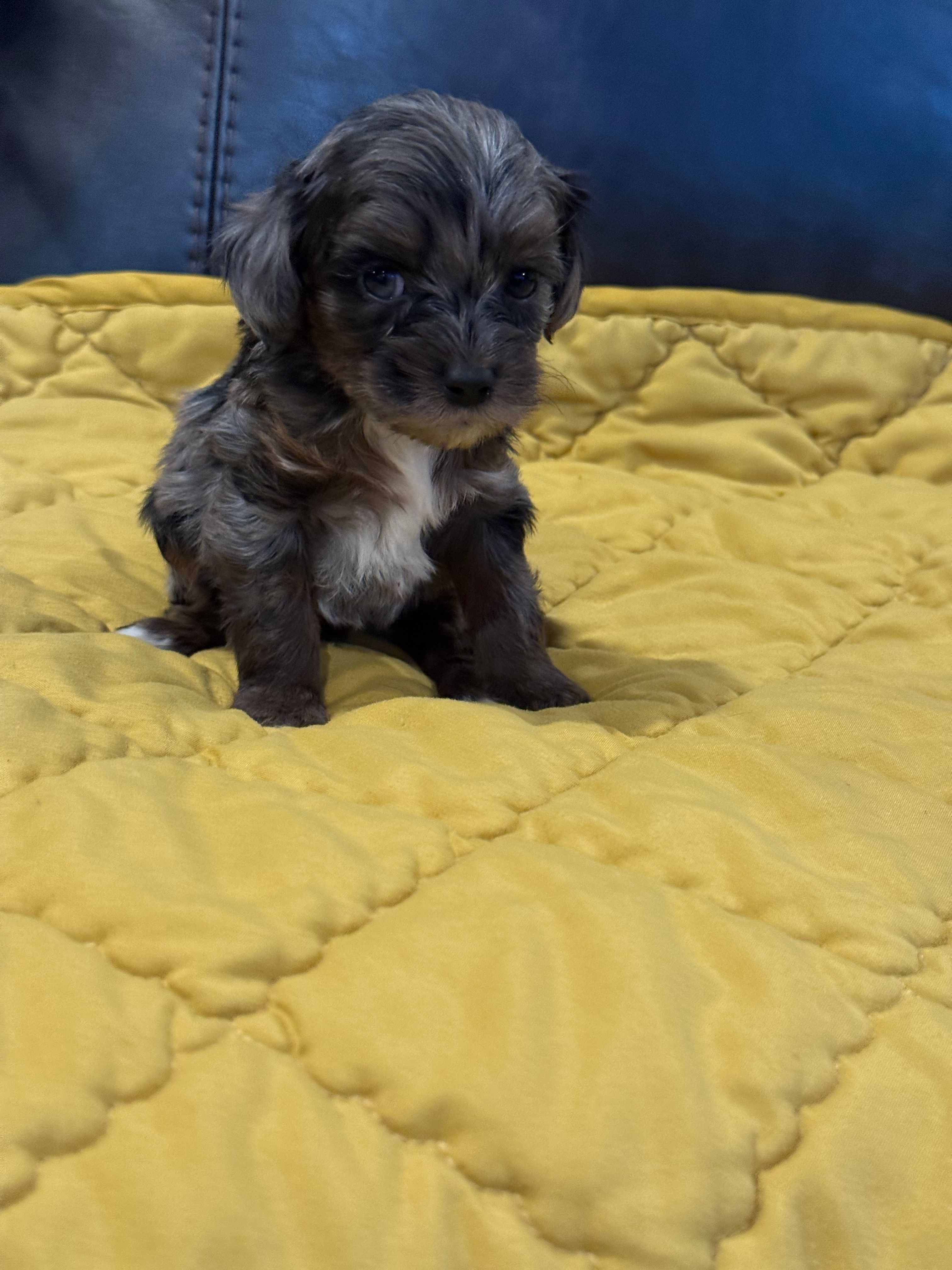 Oreo – Cockapoo puppy for sale in Pennsauken Township, NJ