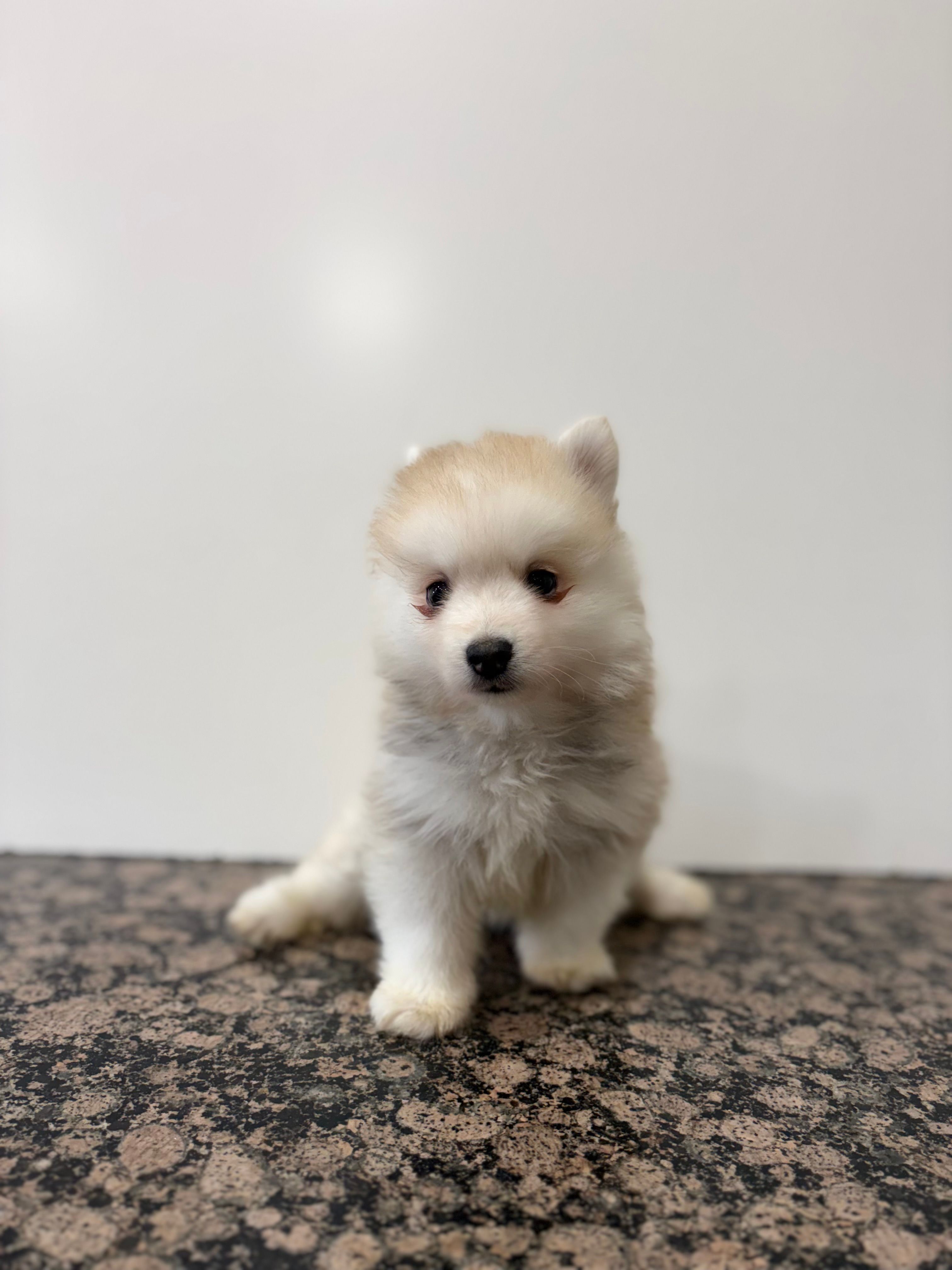 Henry  – Pomsky puppy for sale in Framingham, MA