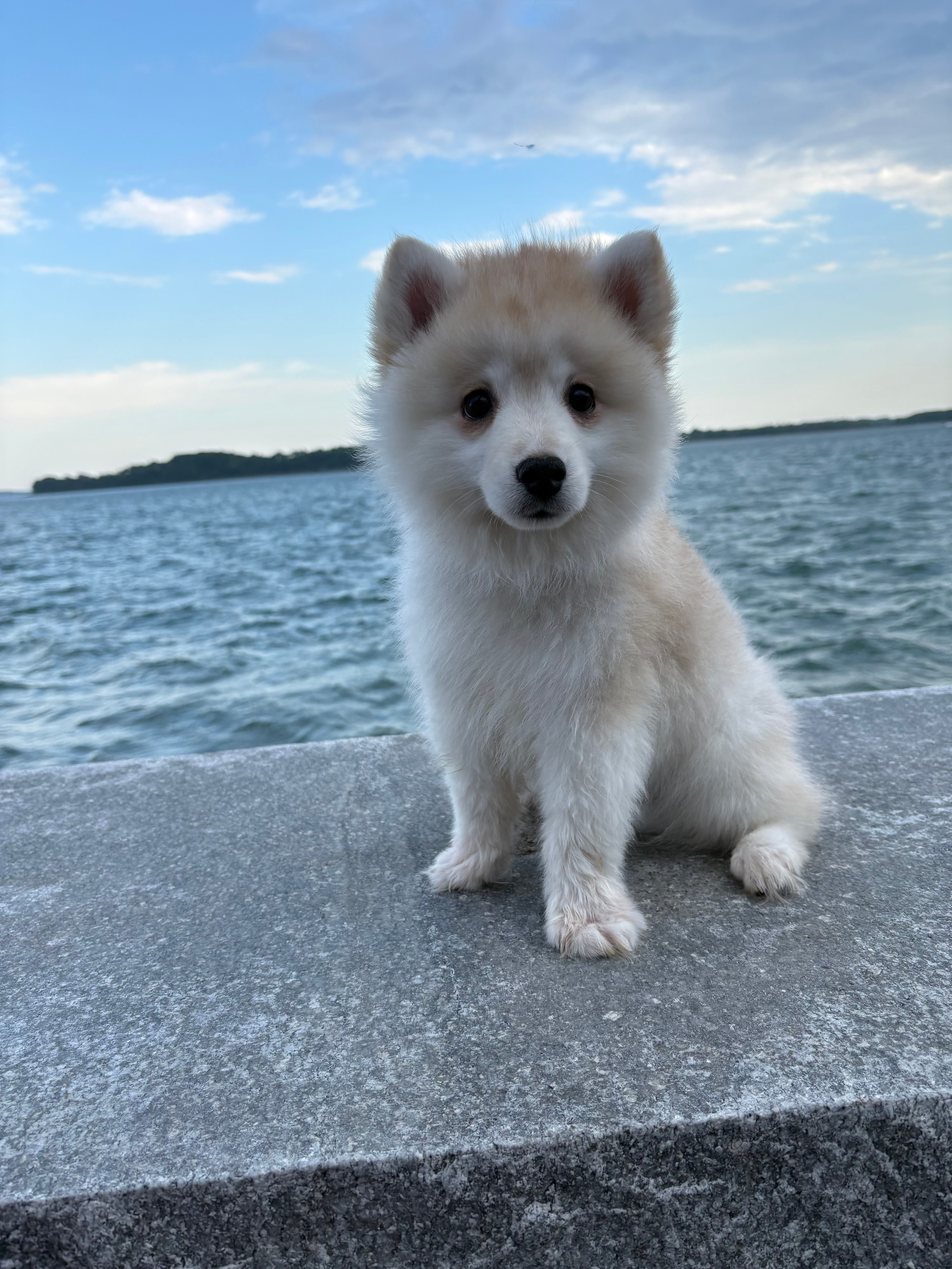 Henry  – Pomsky puppy for sale in Framingham, MA