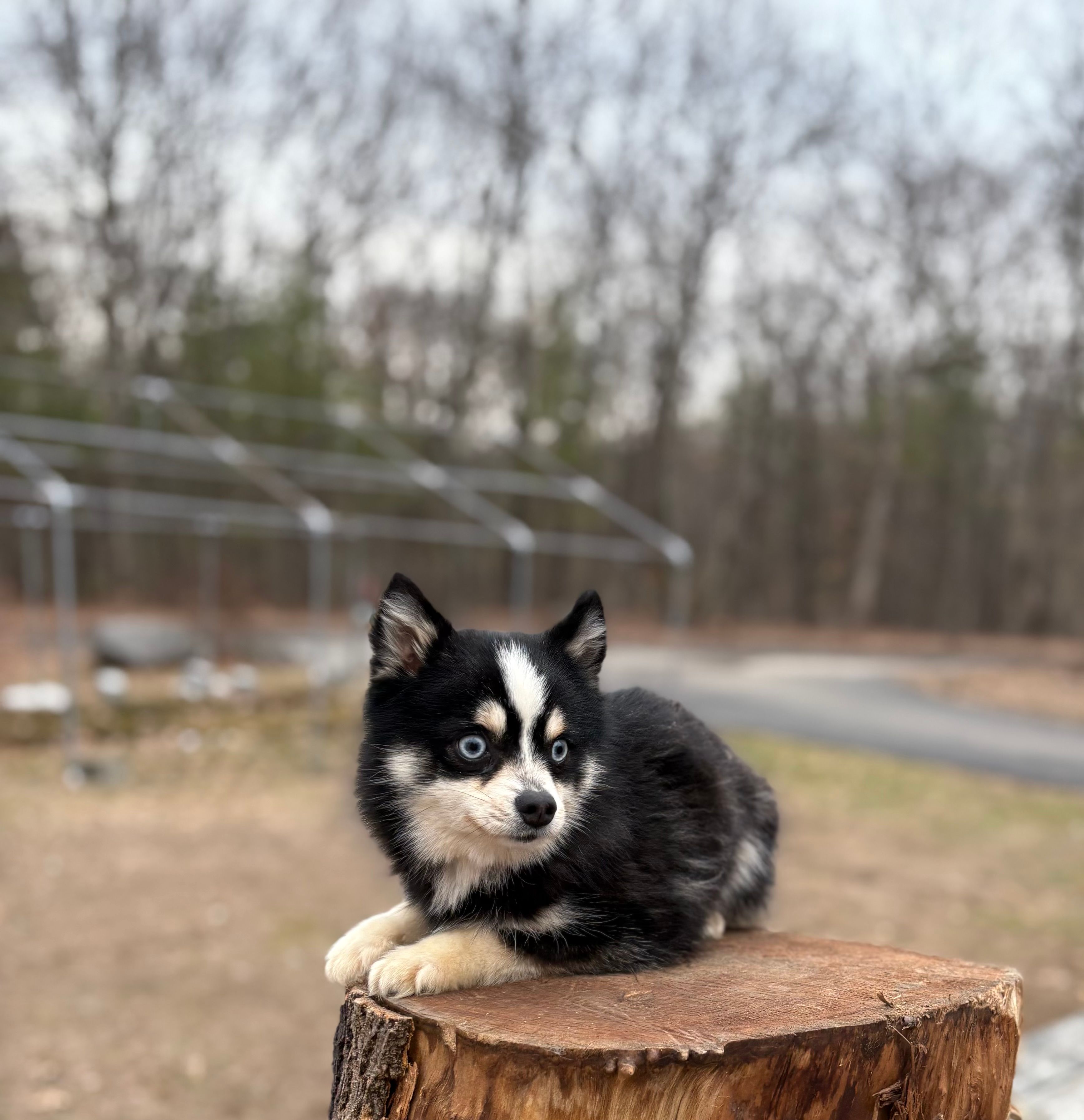 Koda – Pomsky puppy for sale in Framingham, MA