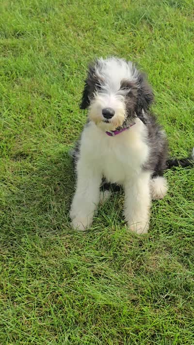 Dolly, a female Sheepadoodle for sale in Cissna Park, IL – 2 of 4