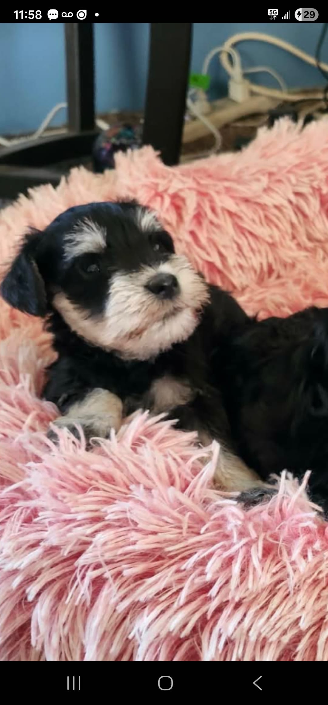 Schnauzer puppy – Miniature Schnauzer puppy for sale in Andover, OH