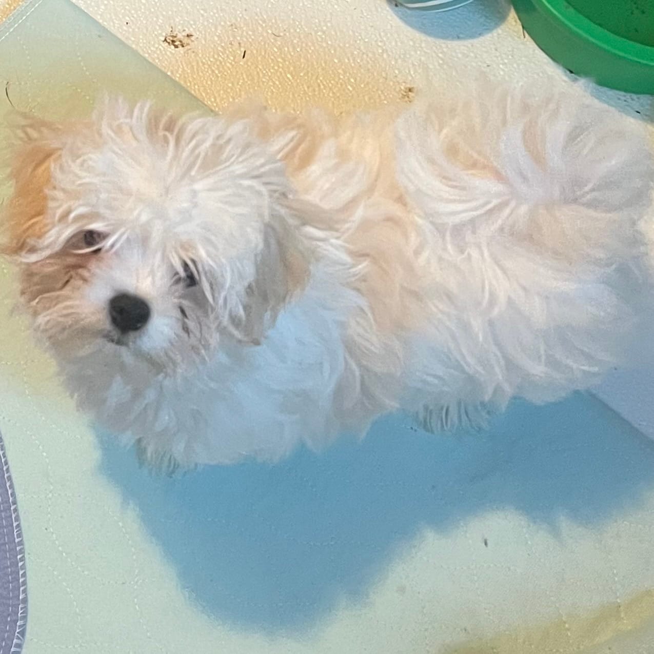 TEDDY – Maltese puppy for sale in Chehalis, WA