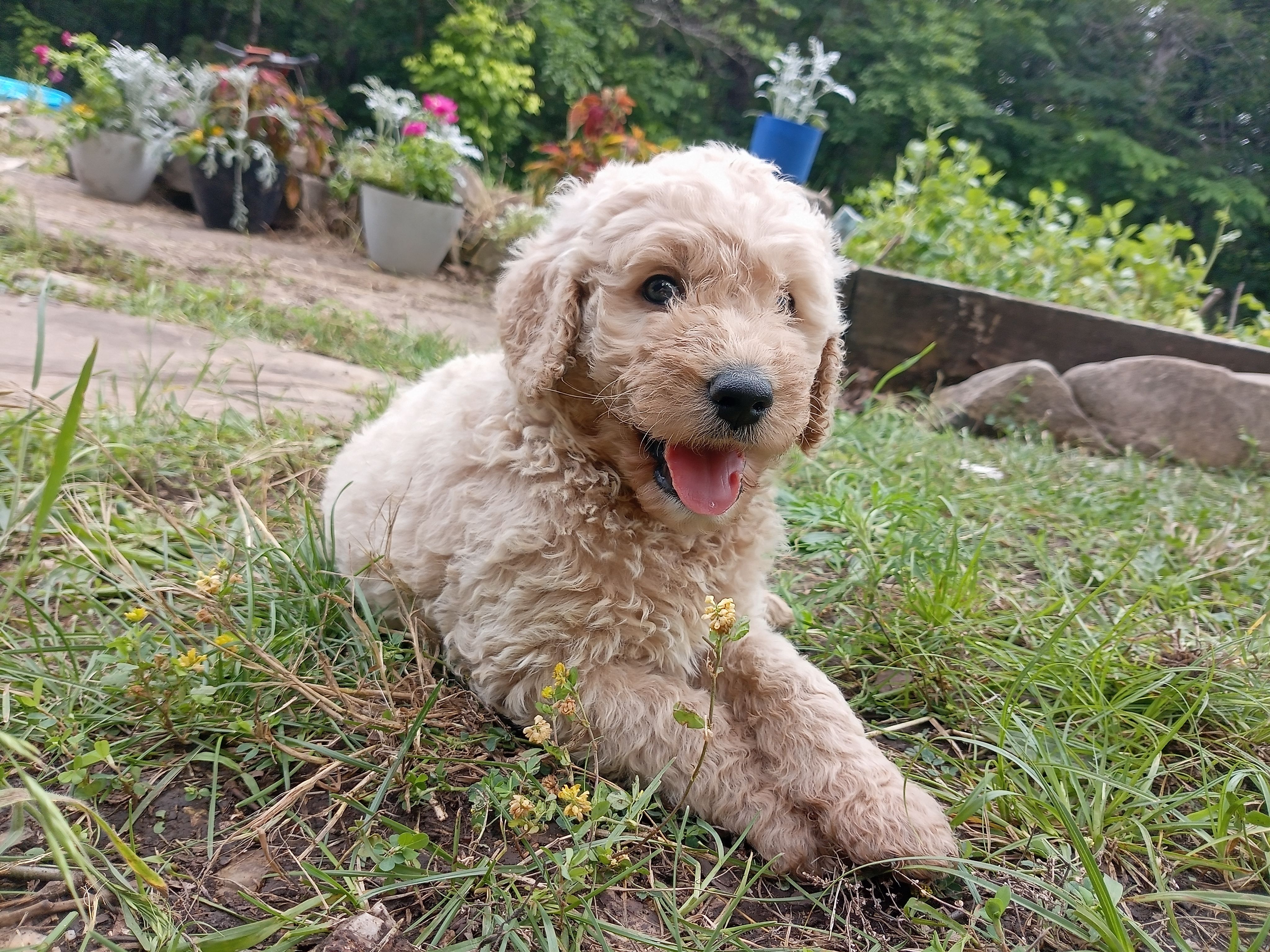 Max – Goldendoodle, Poodle - Standard  puppy for sale in Gainesville, MO