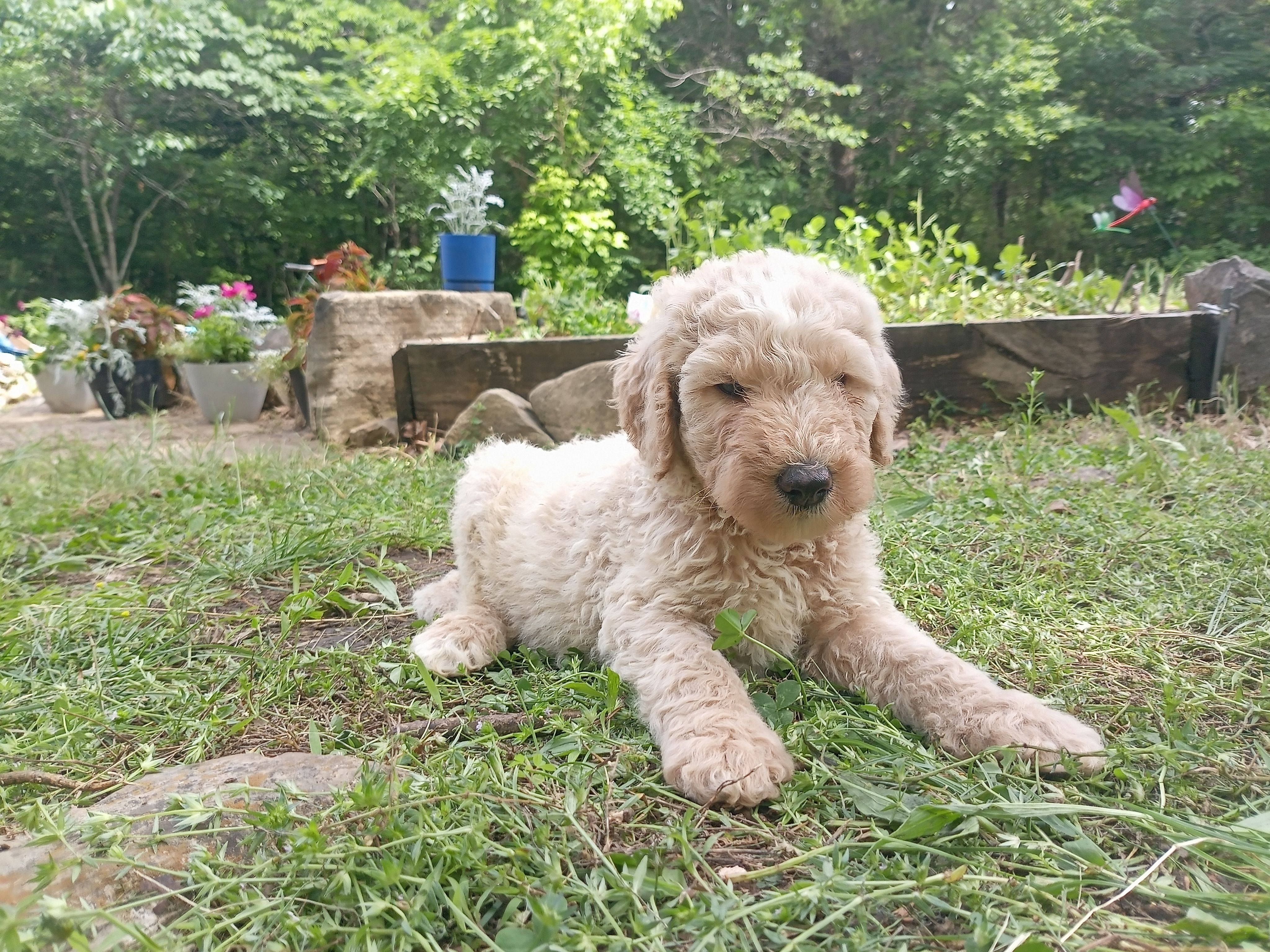 Teddy – Goldendoodle, Poodle - Standard  puppy for sale in Gainesville, MO