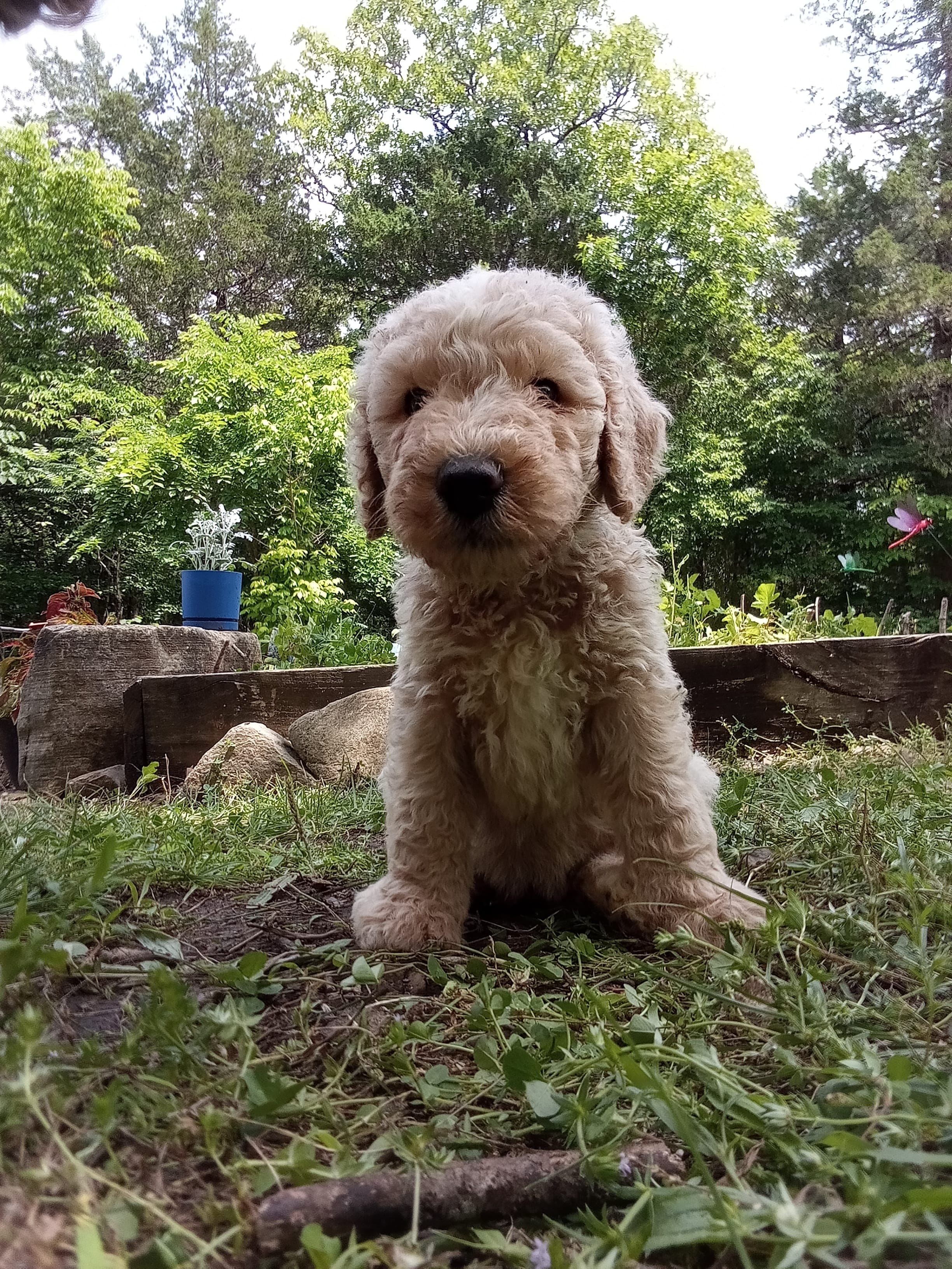 Remi – Goldendoodle, Poodle - Standard  puppy for sale in Gainesville, MO